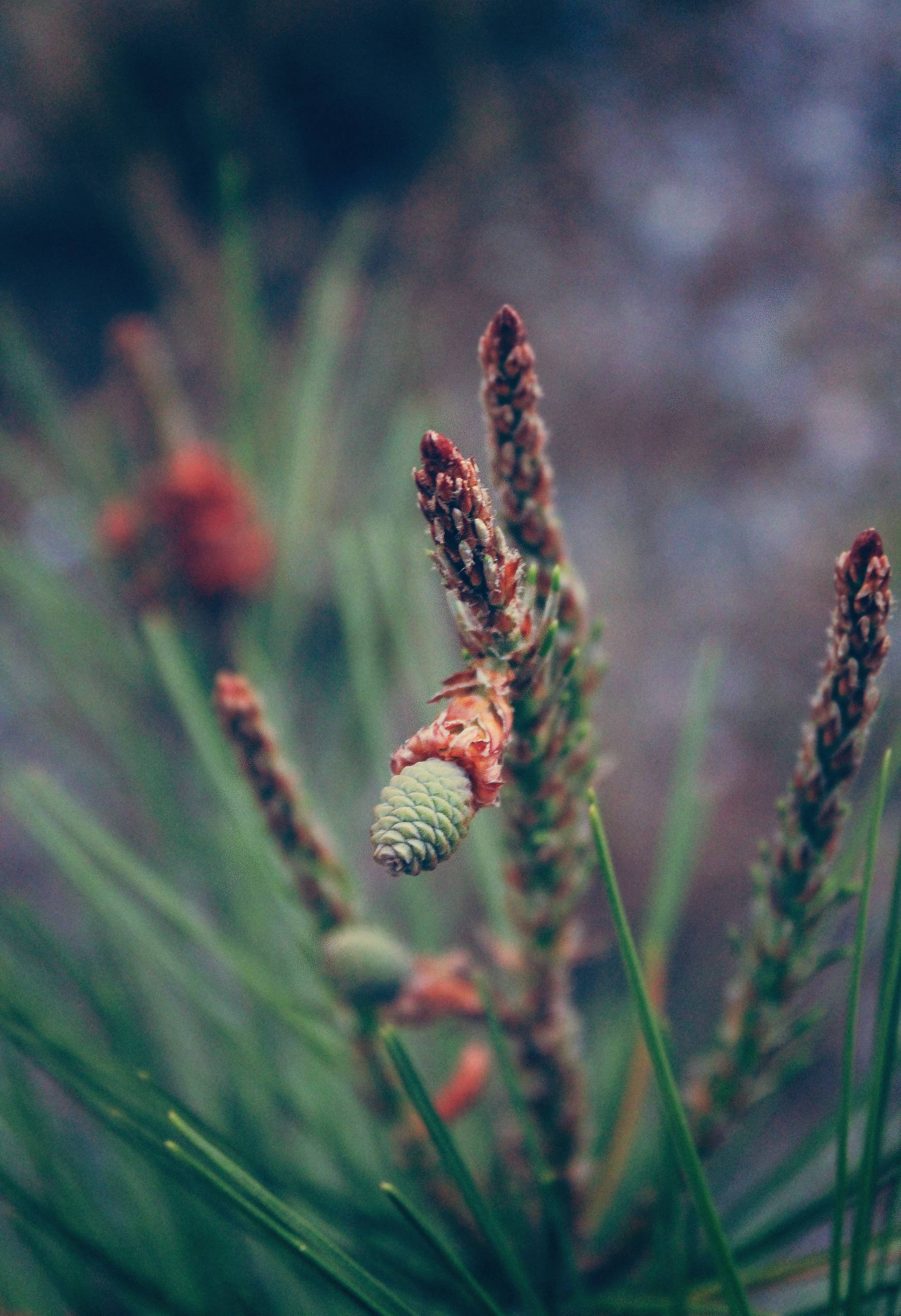 扁平插画花朵壁纸高清壁纸预览