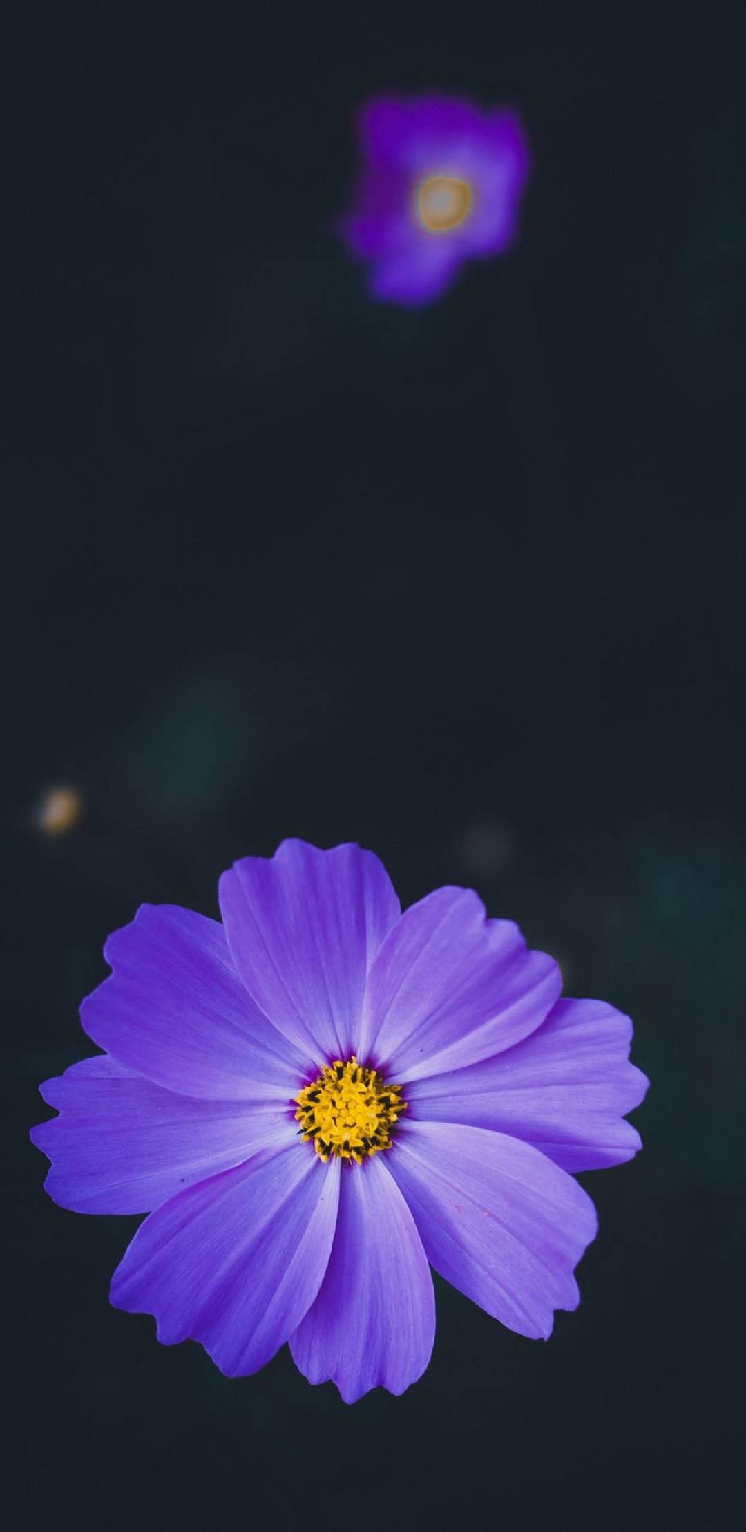 手机内置花朵壁纸壁纸预览