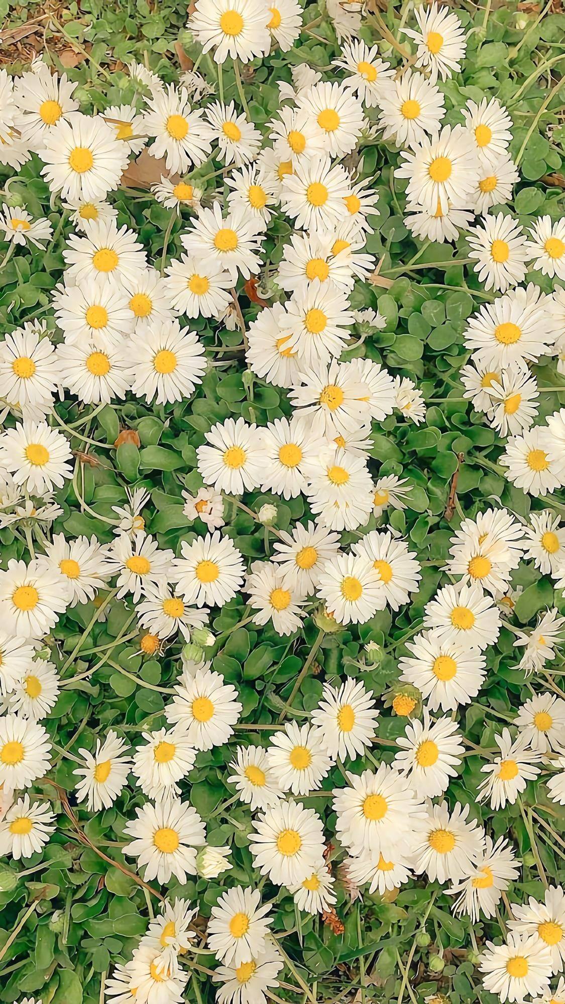 手机古代花朵壁纸壁纸预览