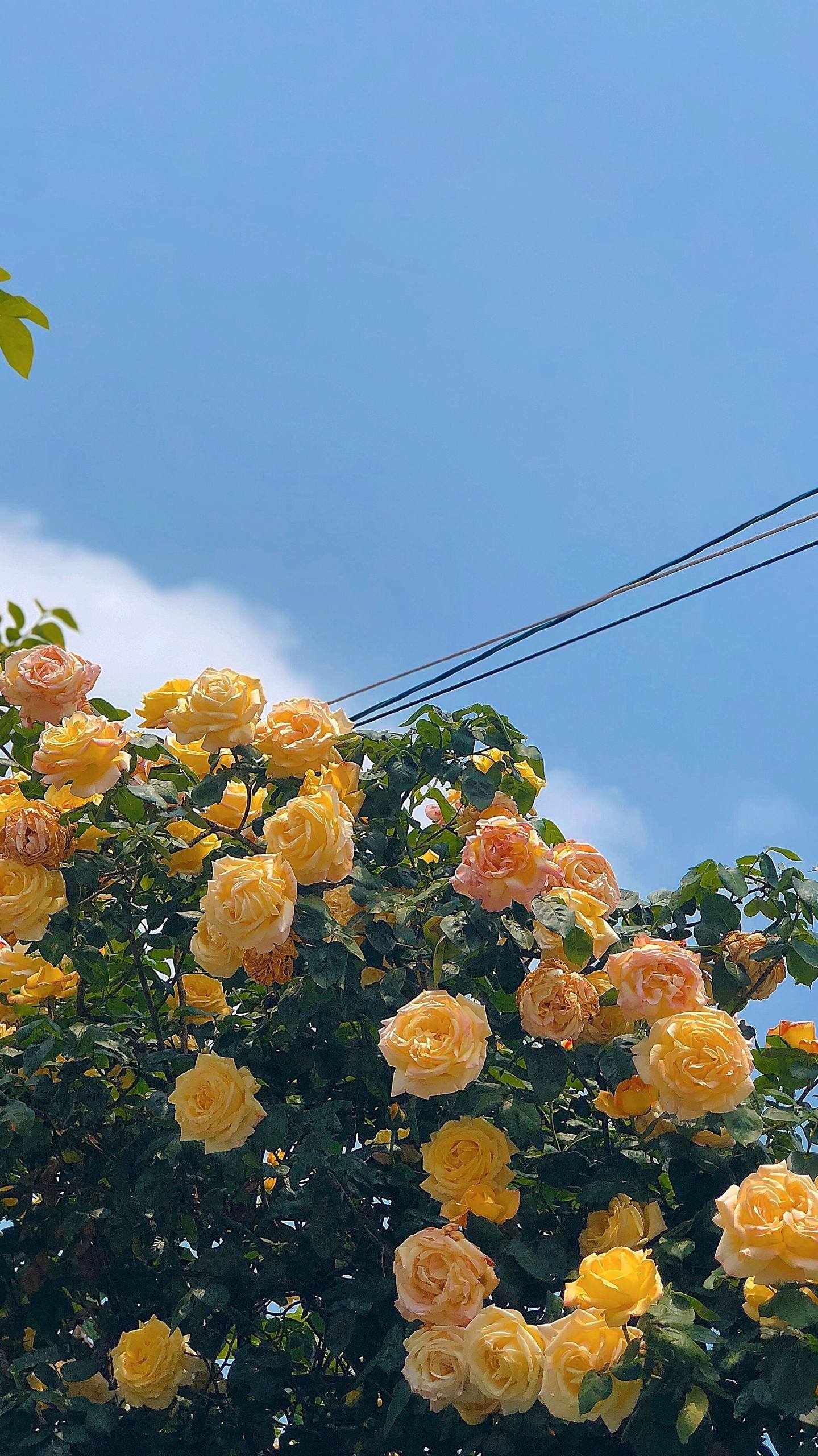 手机壁纸一支花朵壁纸预览