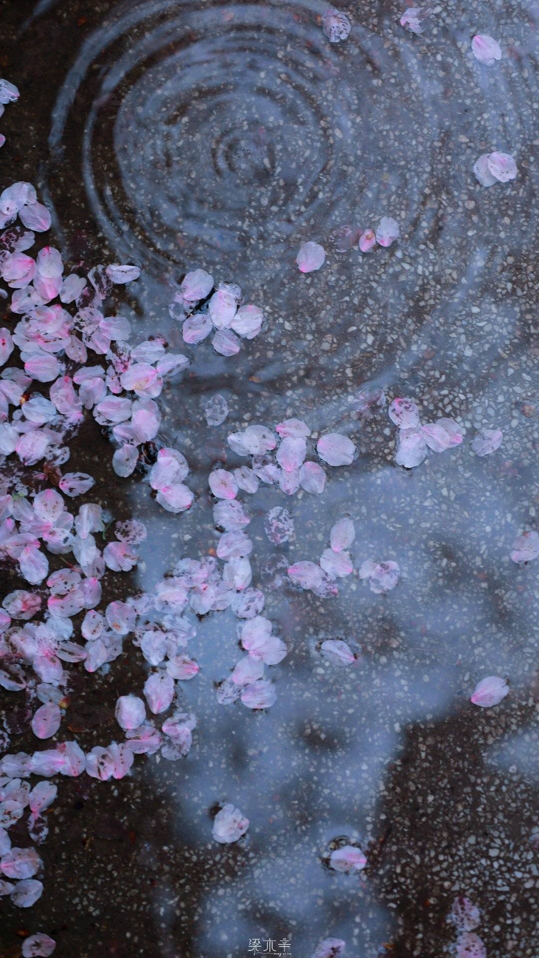 手机壁纸图片粉色花朵壁纸预览