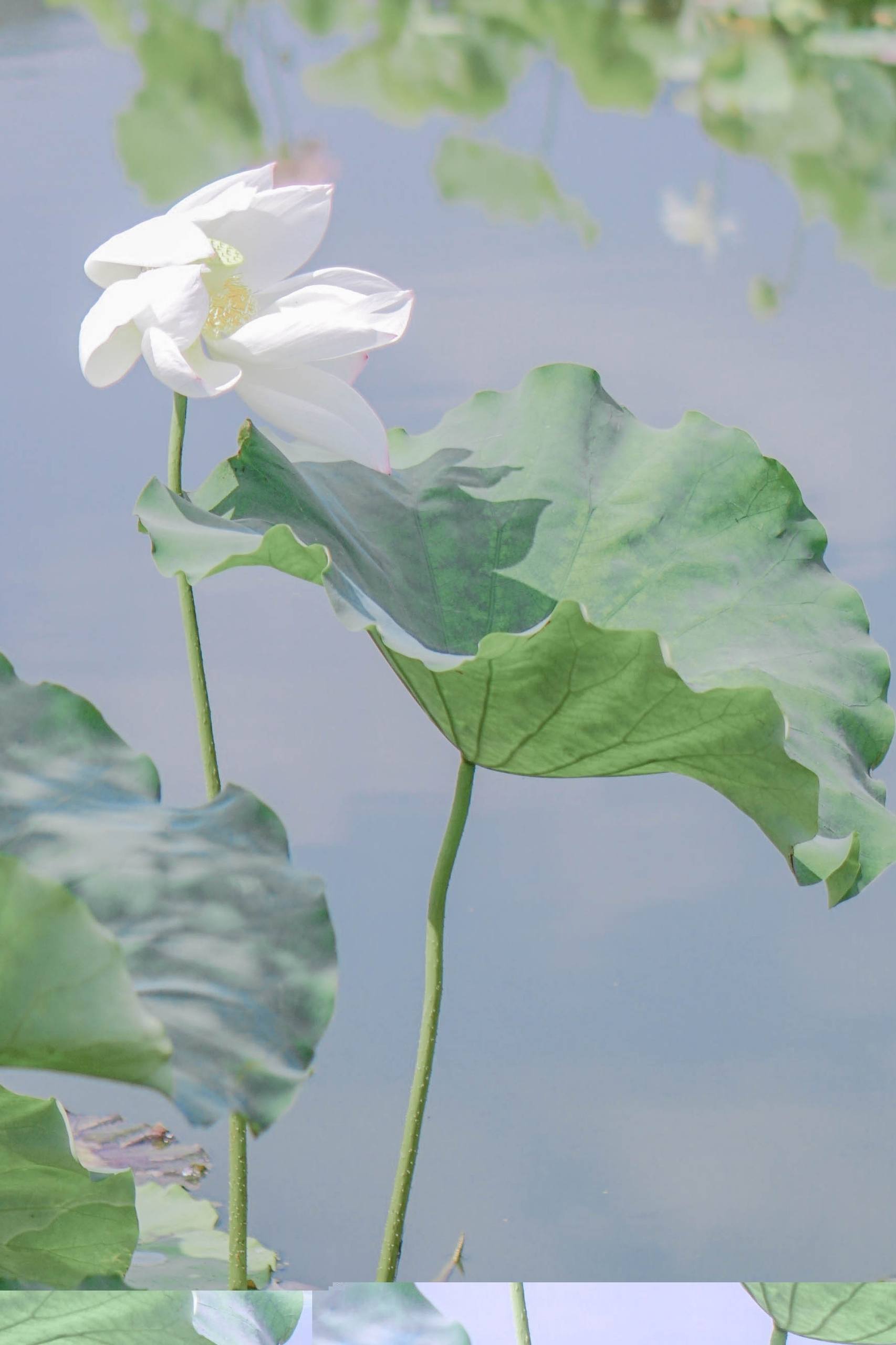 手机壁纸大全花朵卡通壁纸预览