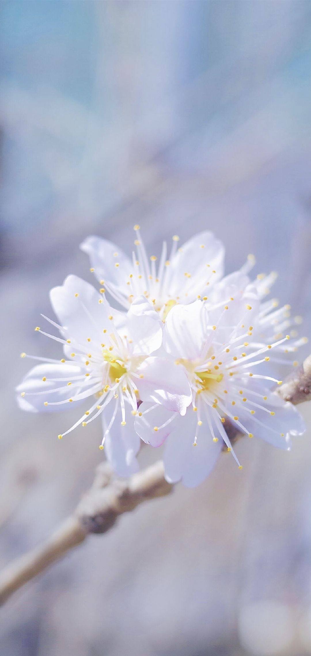 手机壁纸治愈系花朵花海壁纸预览