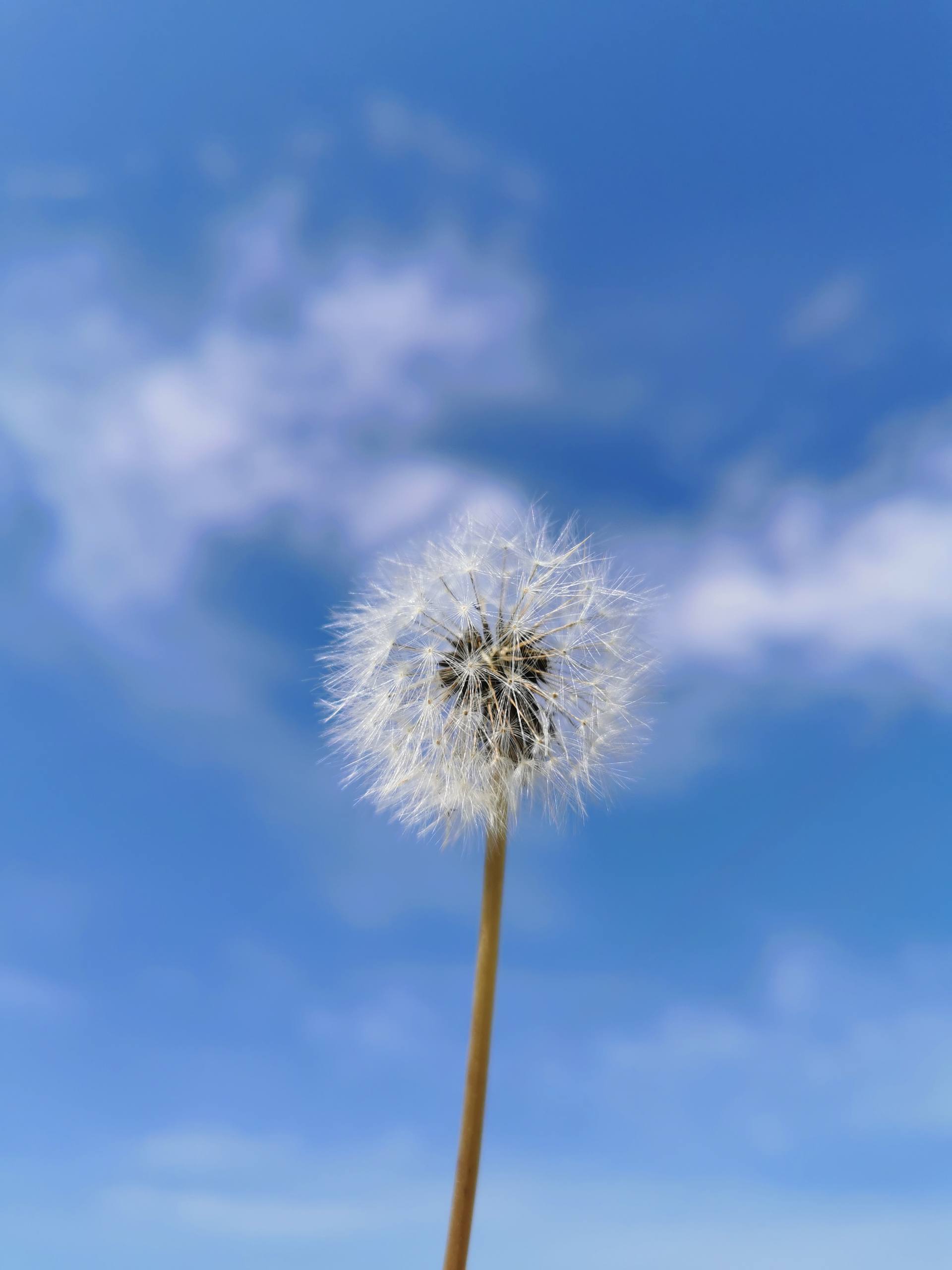 手机壁纸猫咪花朵壁纸预览