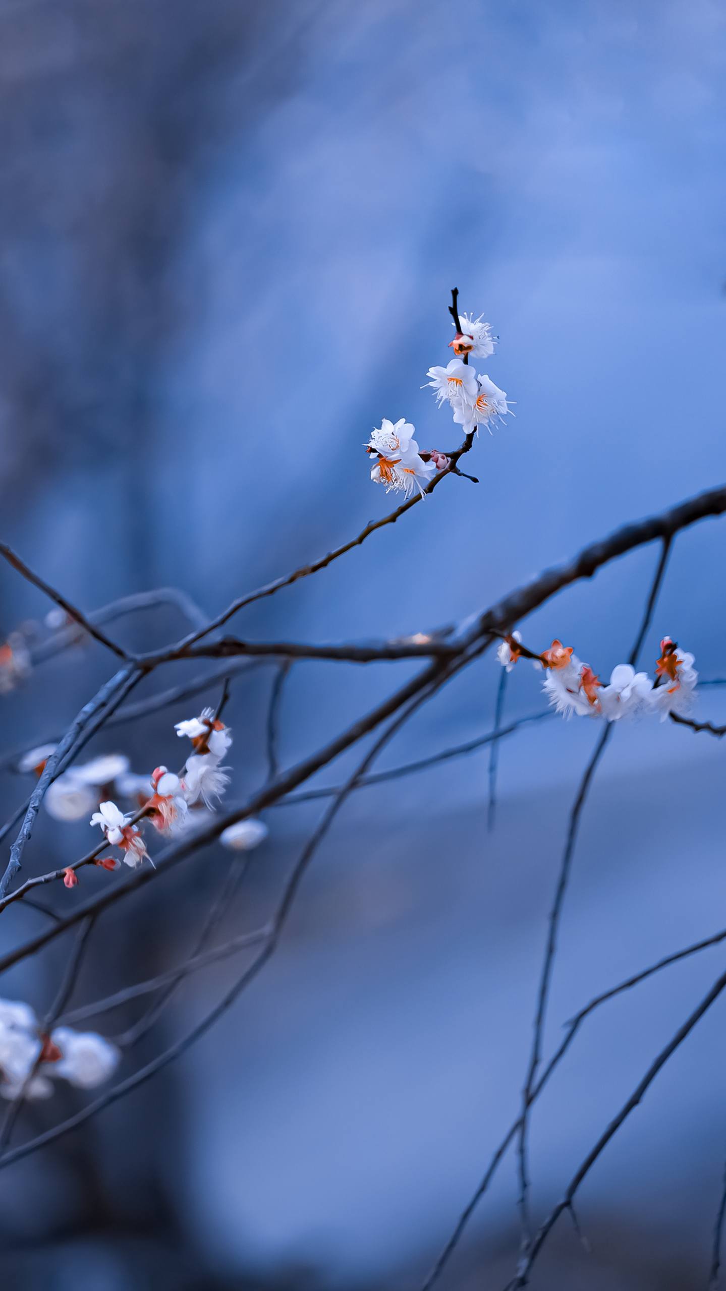 手机壁纸紫色花朵图文壁纸预览