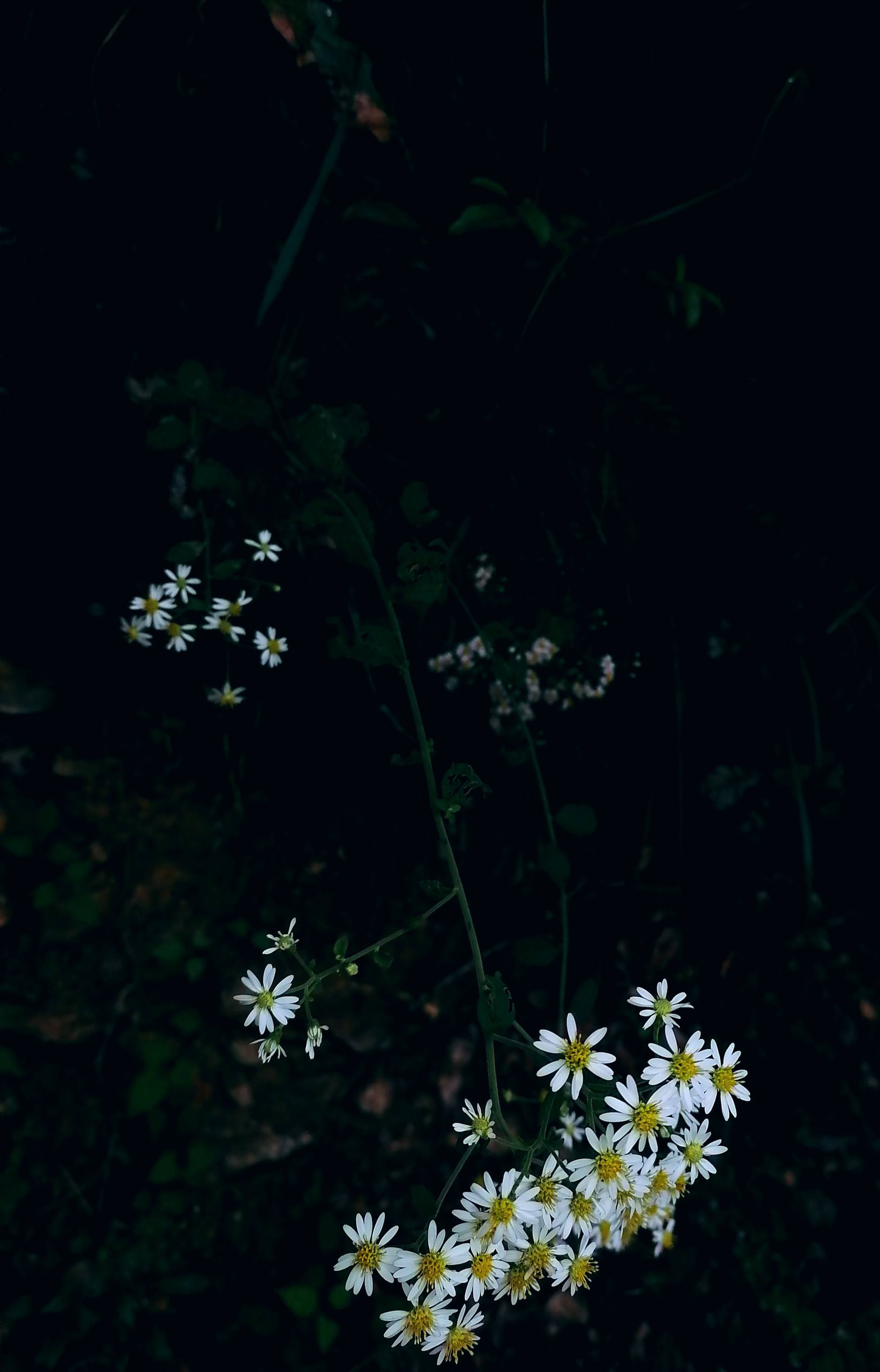 手机壁纸绘画花朵高清图壁纸预览