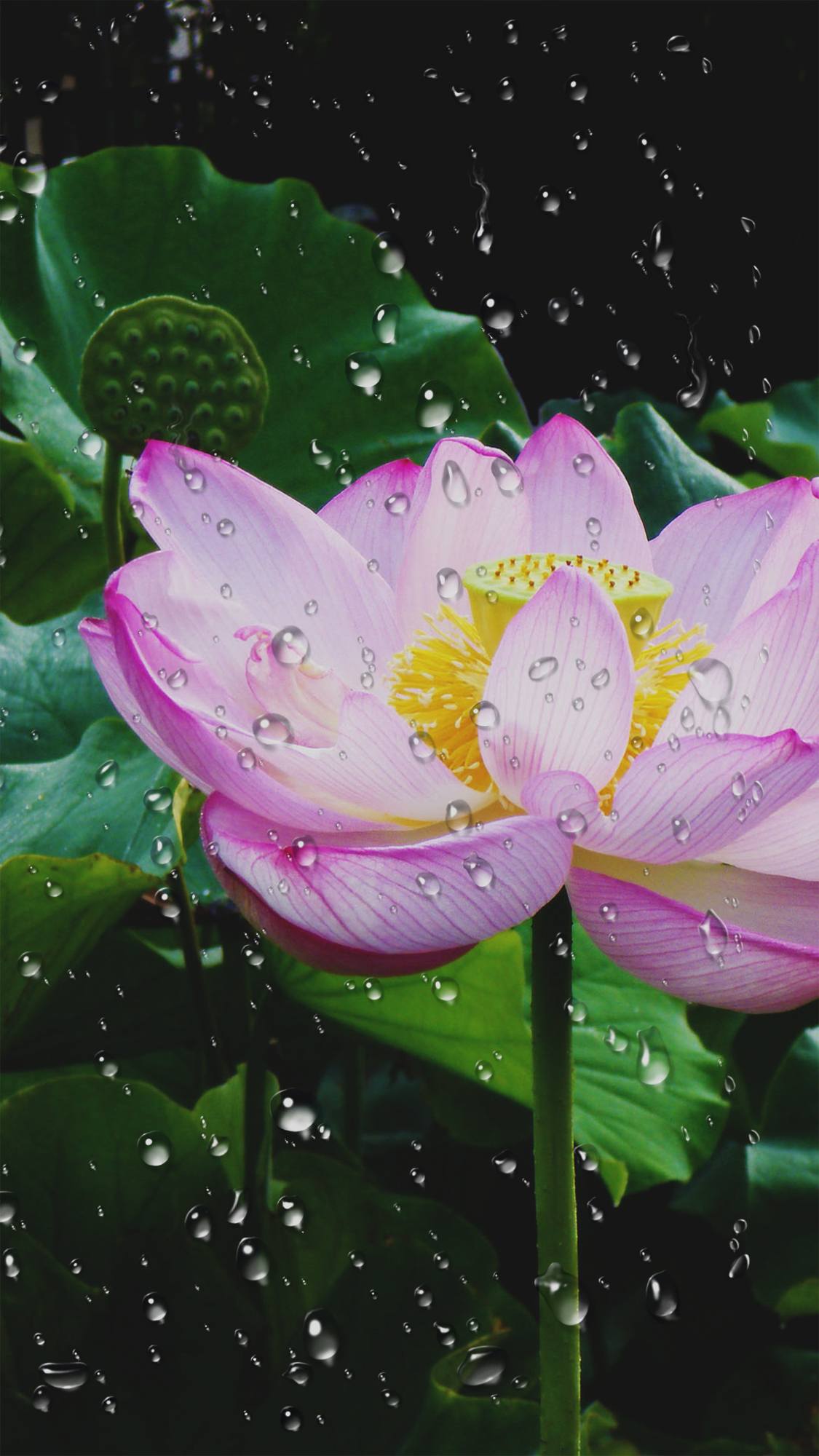 手机壁纸绿色系花朵壁纸预览