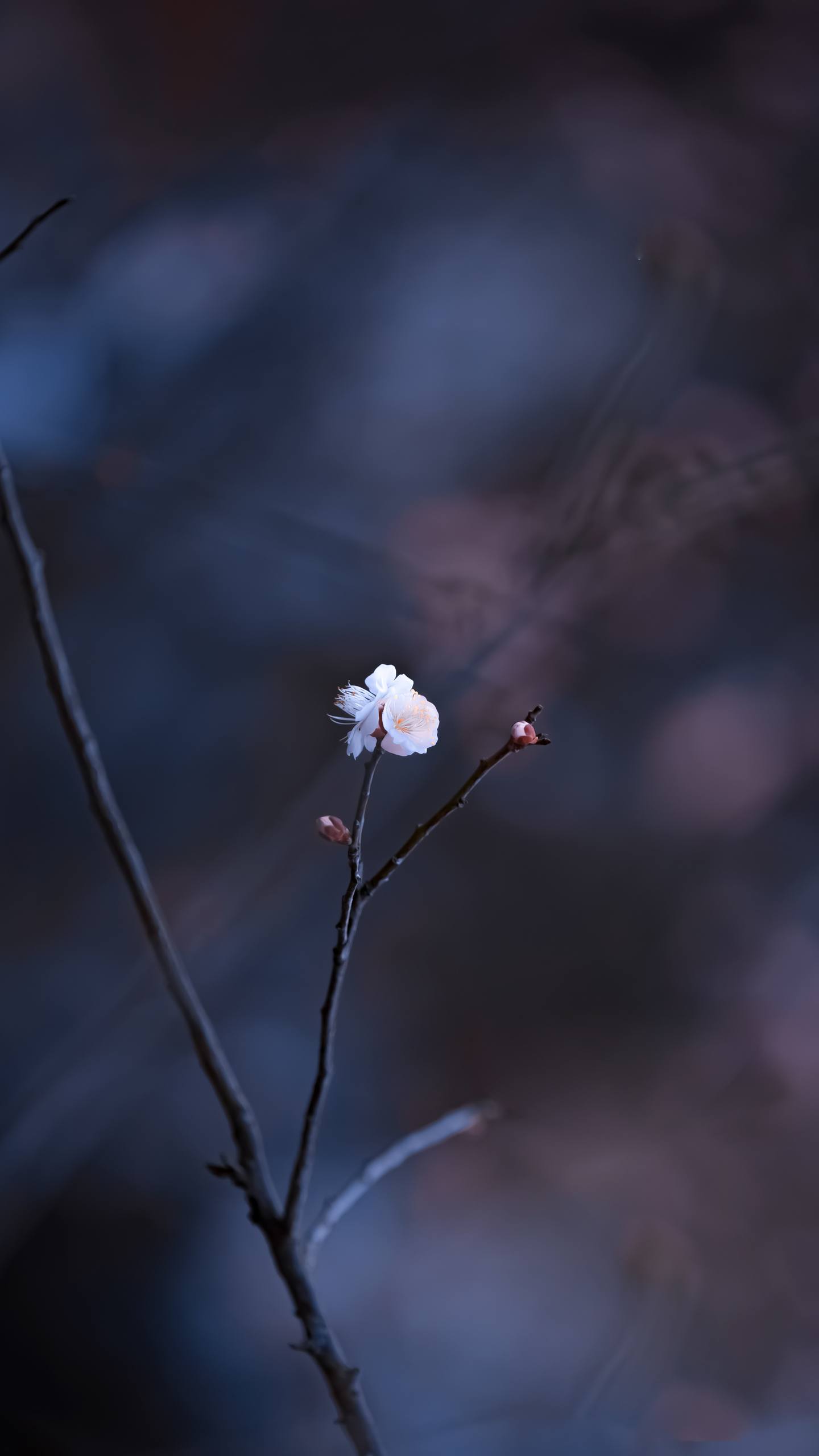 手机壁纸花朵和蓝天壁纸预览