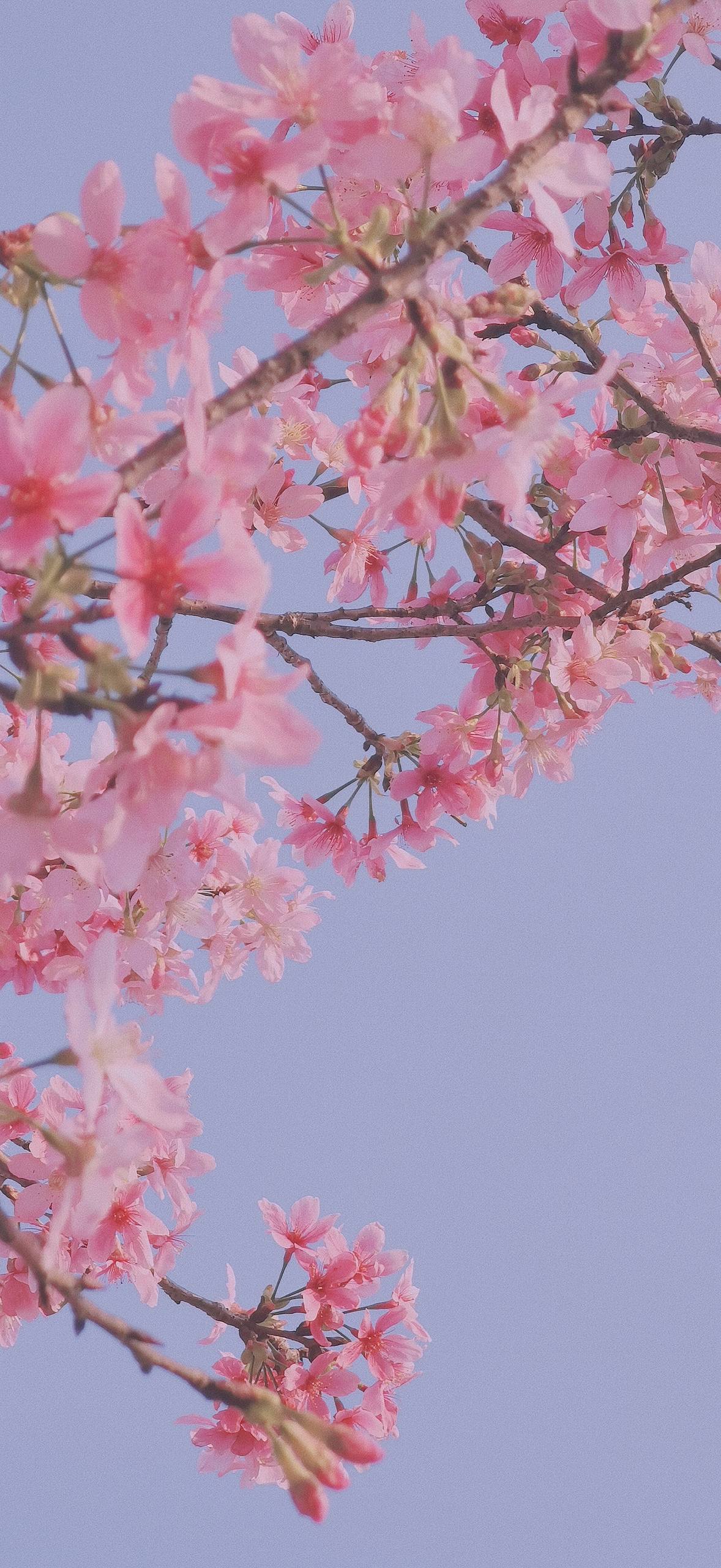 手机壁纸花朵唯美壁纸预览