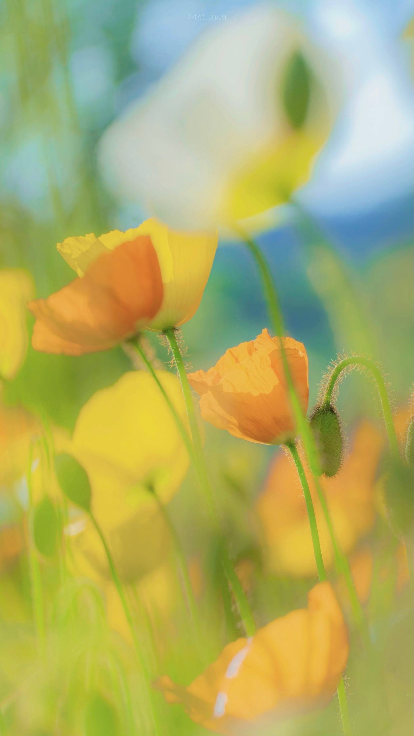 手机壁纸花朵图片壁纸预览