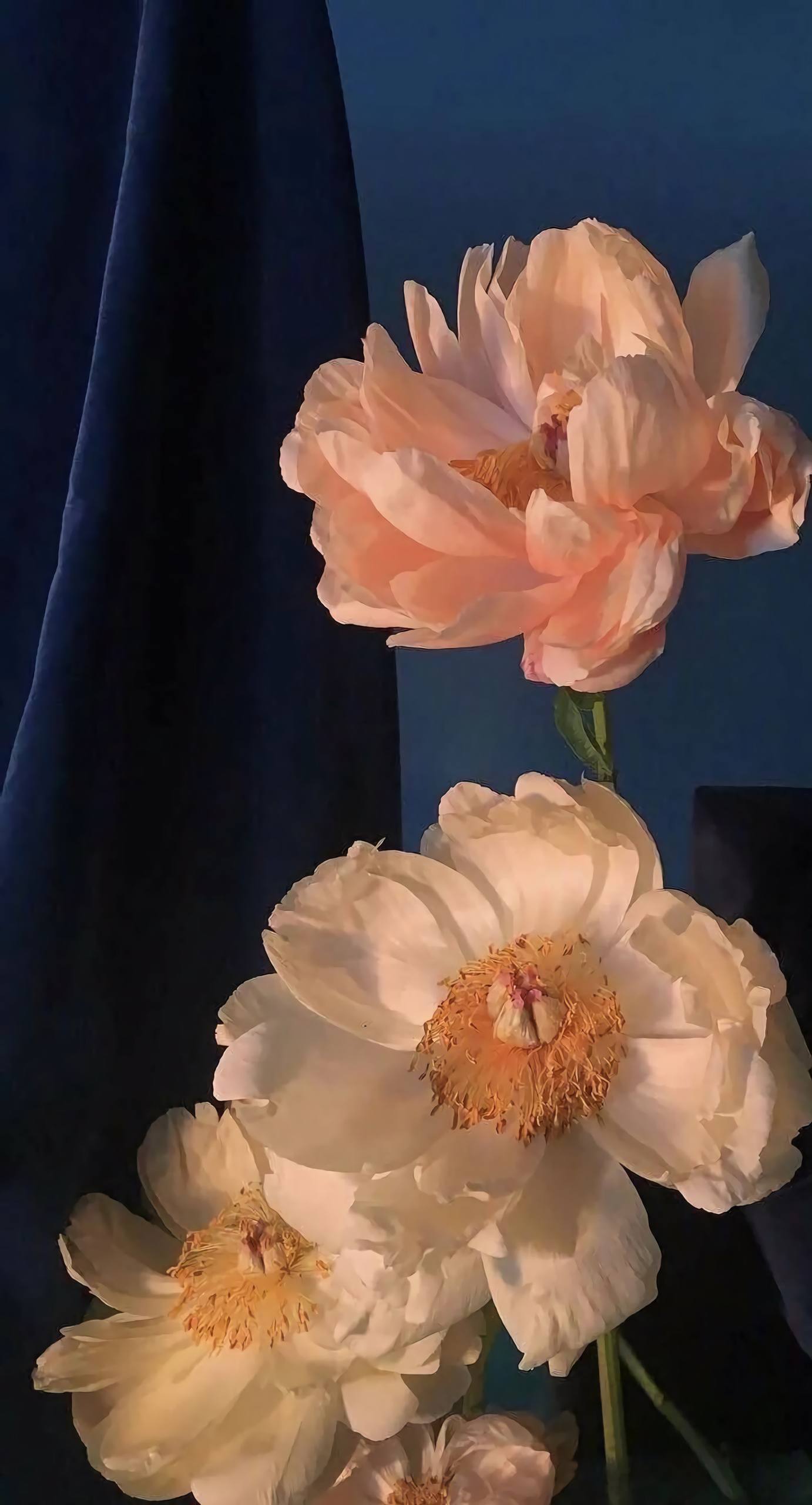 手机壁纸花朵银河壁纸预览