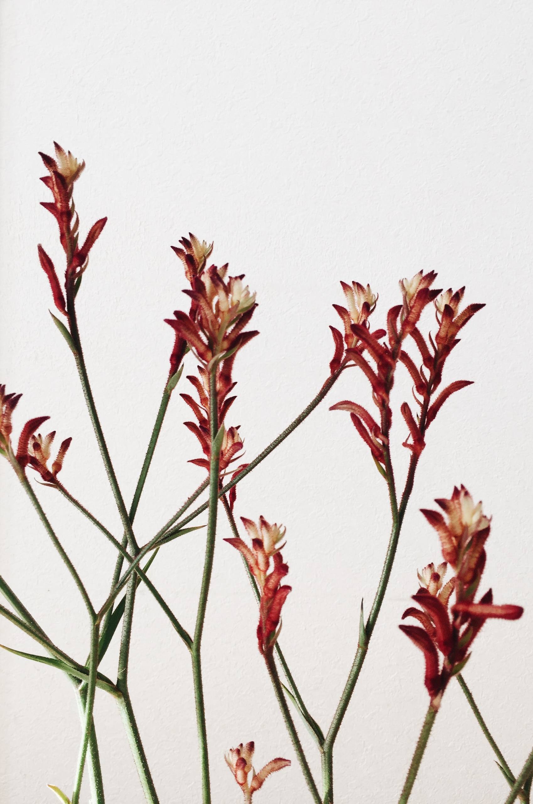 手机壁纸花朵黑暗壁纸预览