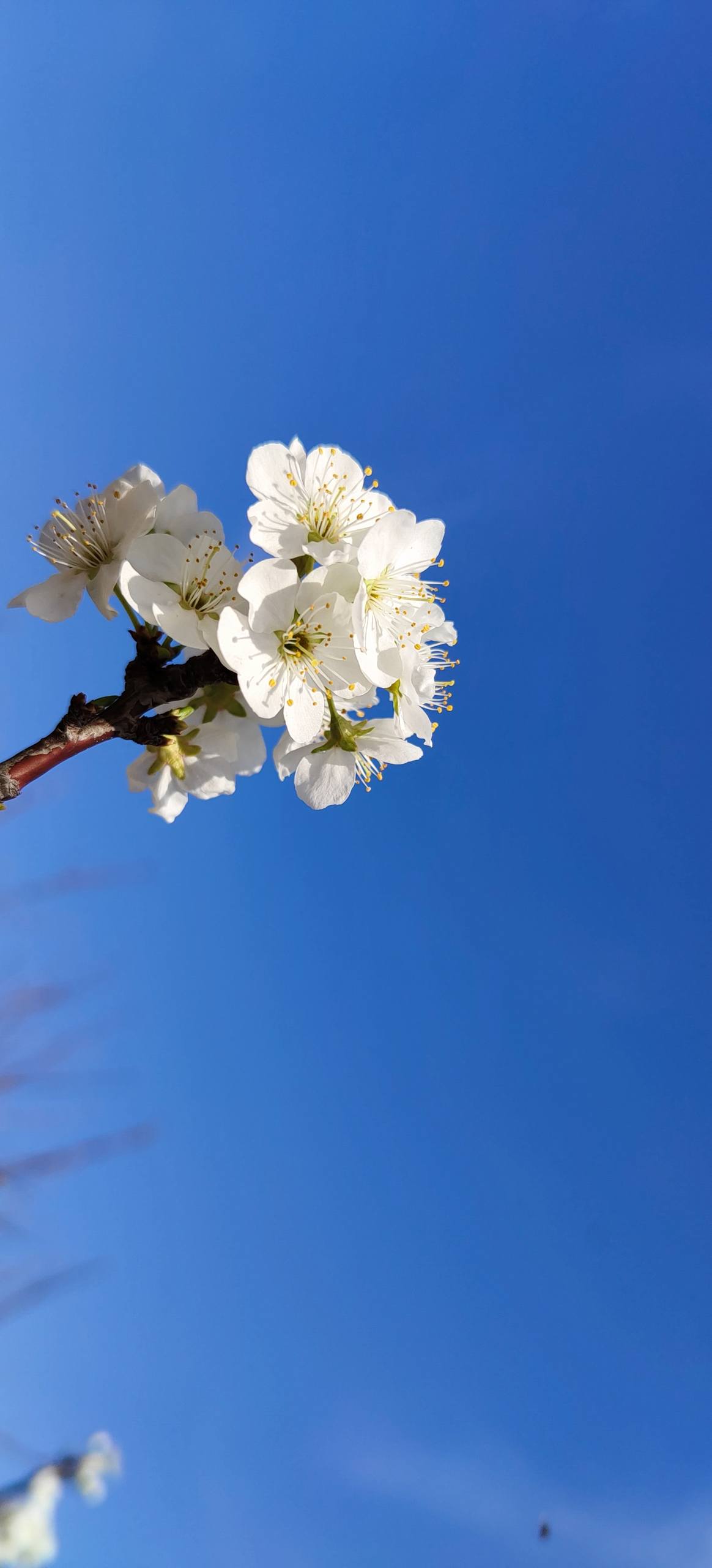 手机壁纸菊花小花朵壁纸预览