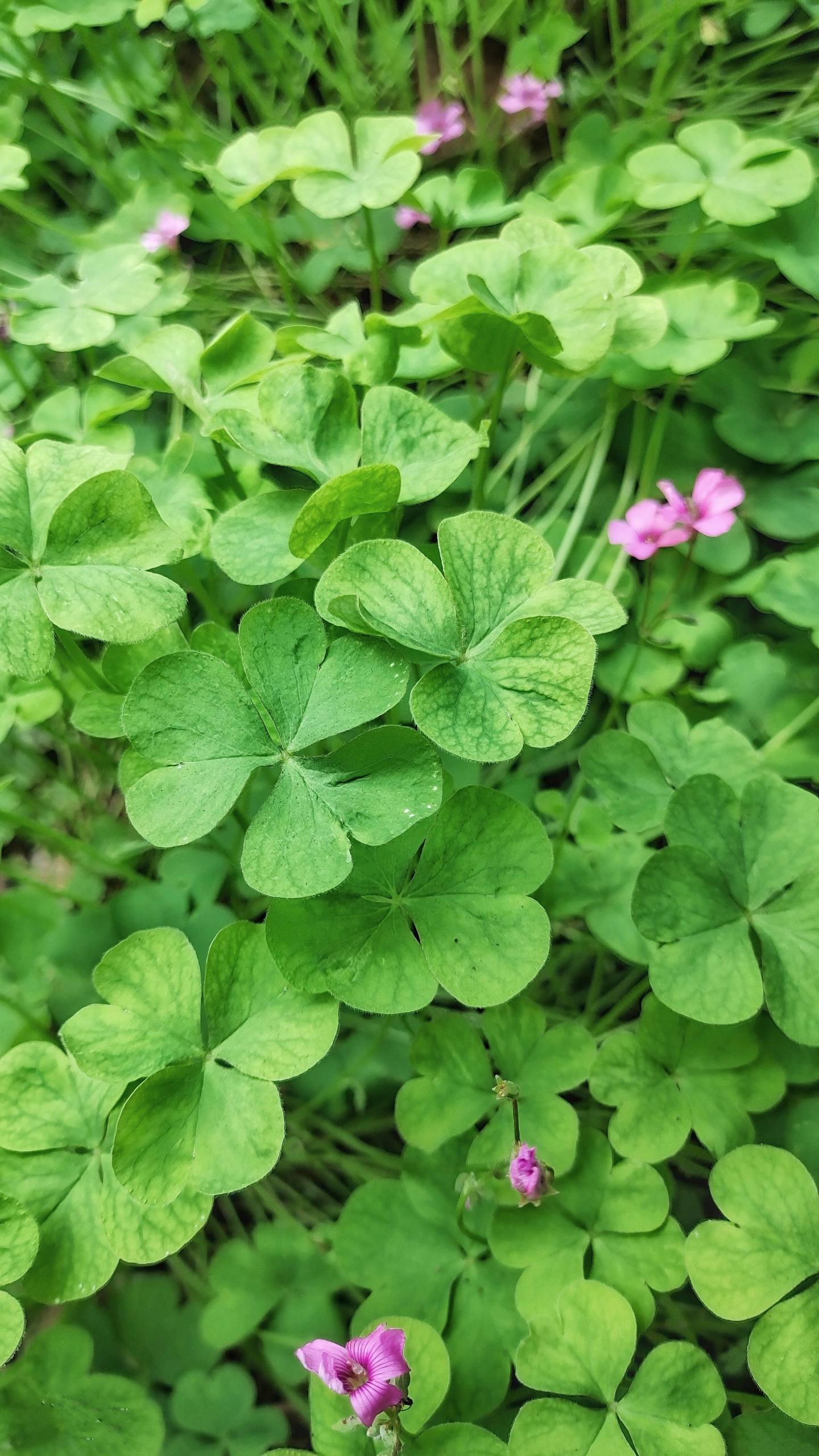 手机壁纸高级感夏天花朵壁纸预览