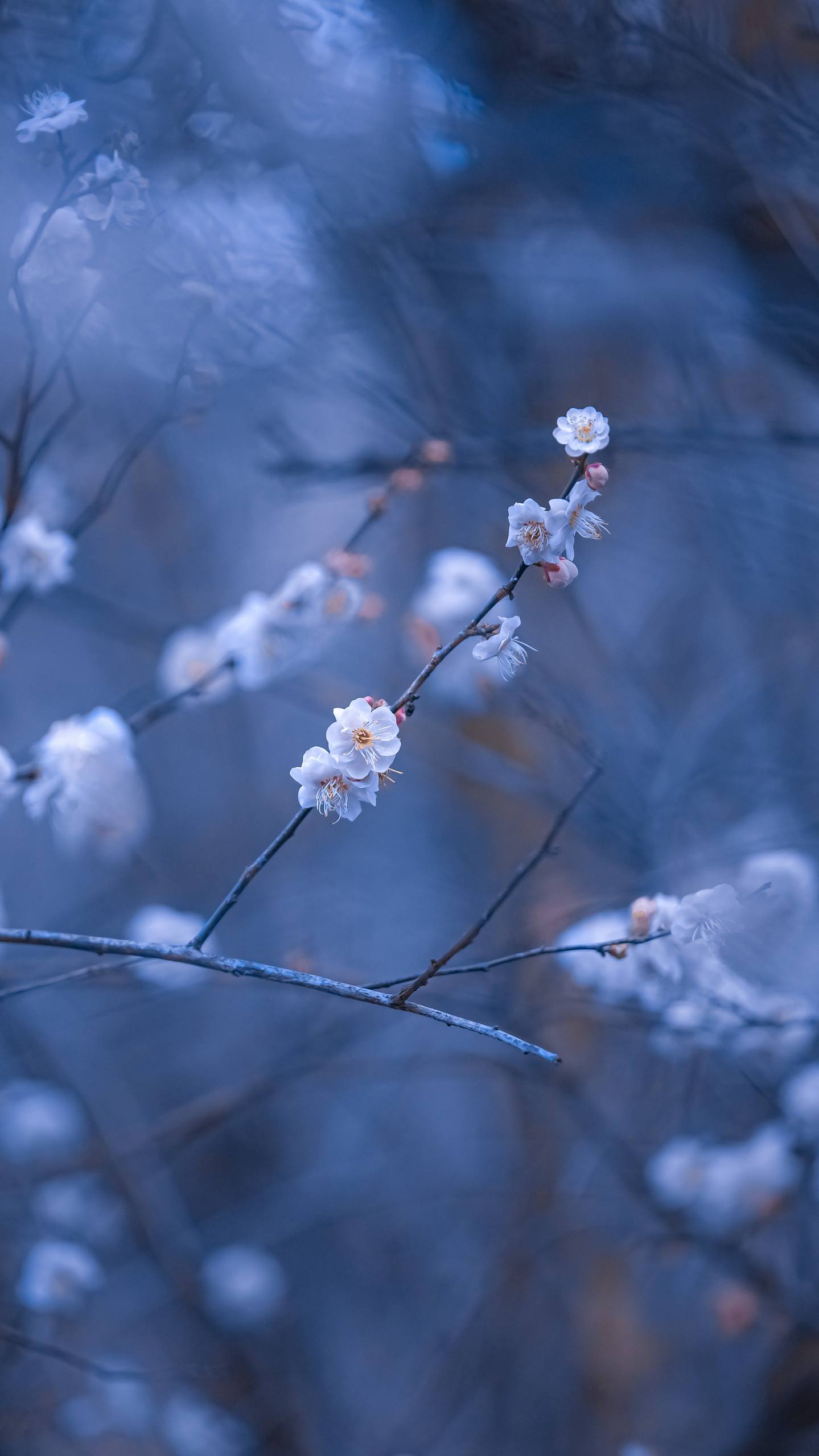 手机横排壁纸花朵壁纸预览