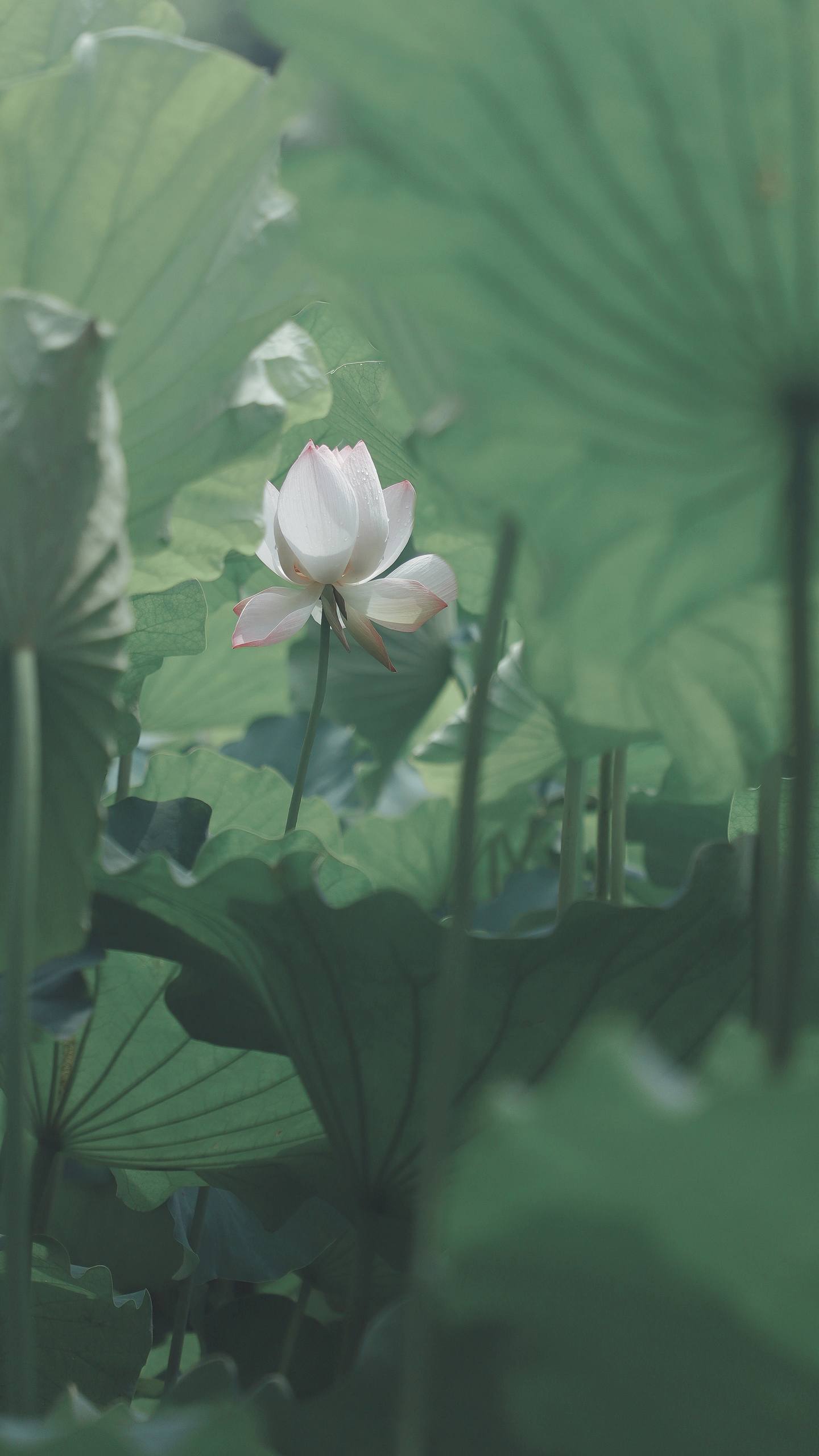手机自带花朵壁纸下载壁纸预览