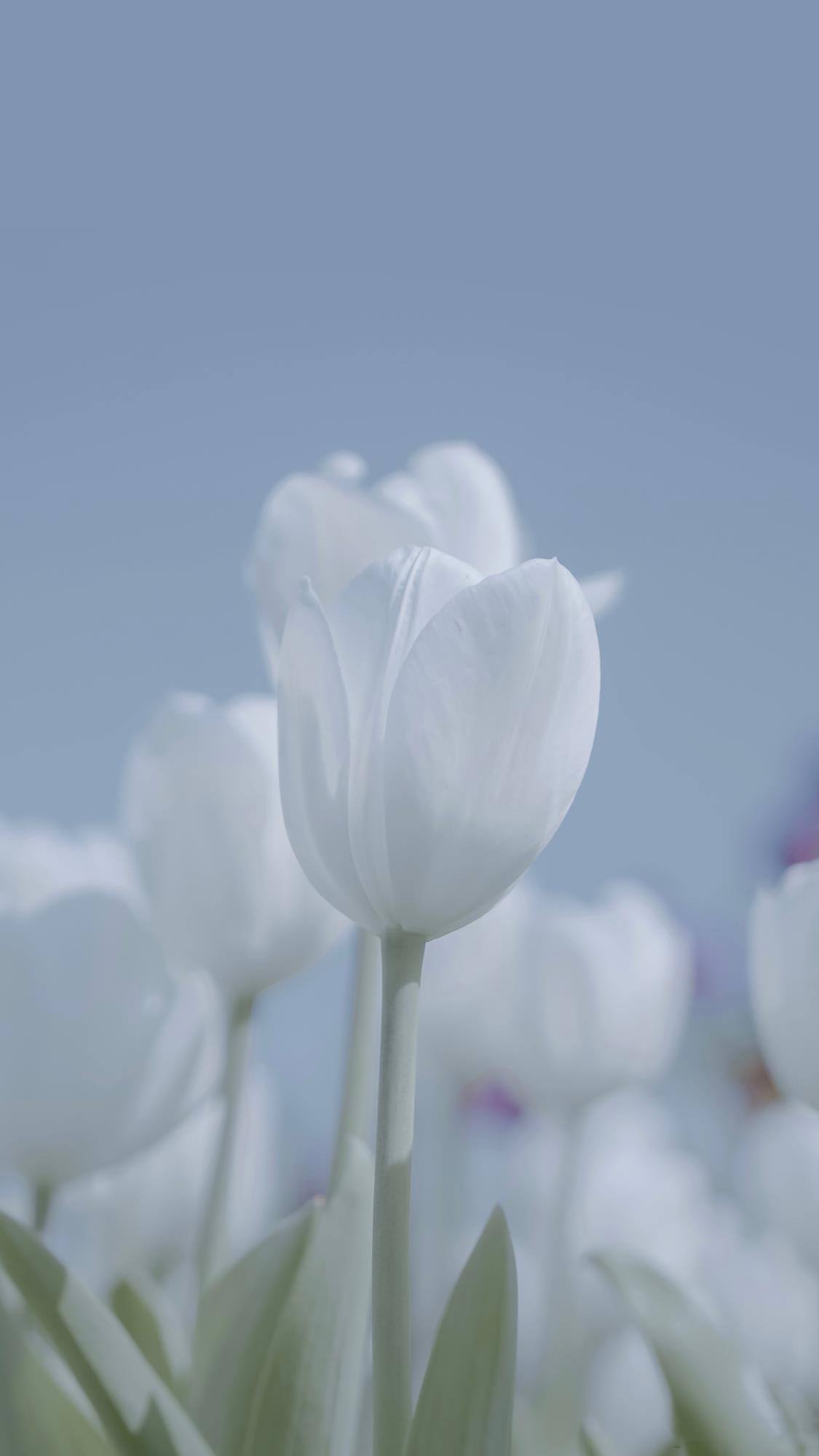 手机花朵壁纸调色怎么调壁纸预览