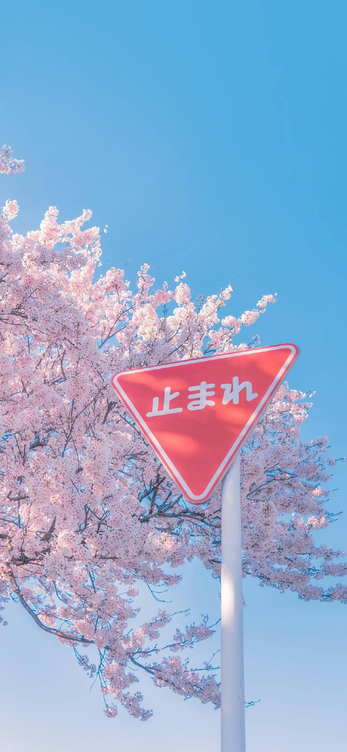 手机黑屏花朵壁纸壁纸预览