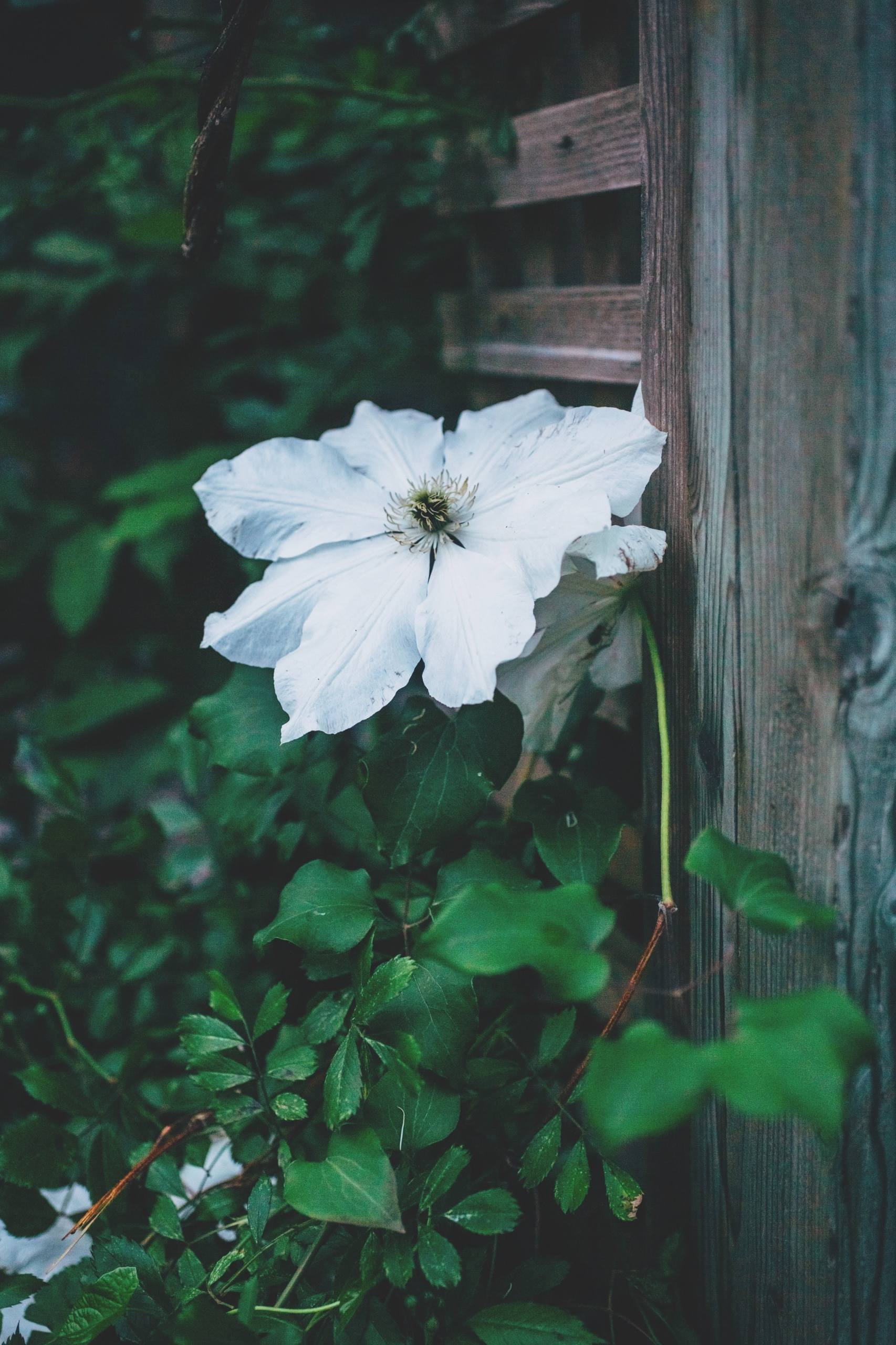 手环花朵壁纸图片壁纸预览