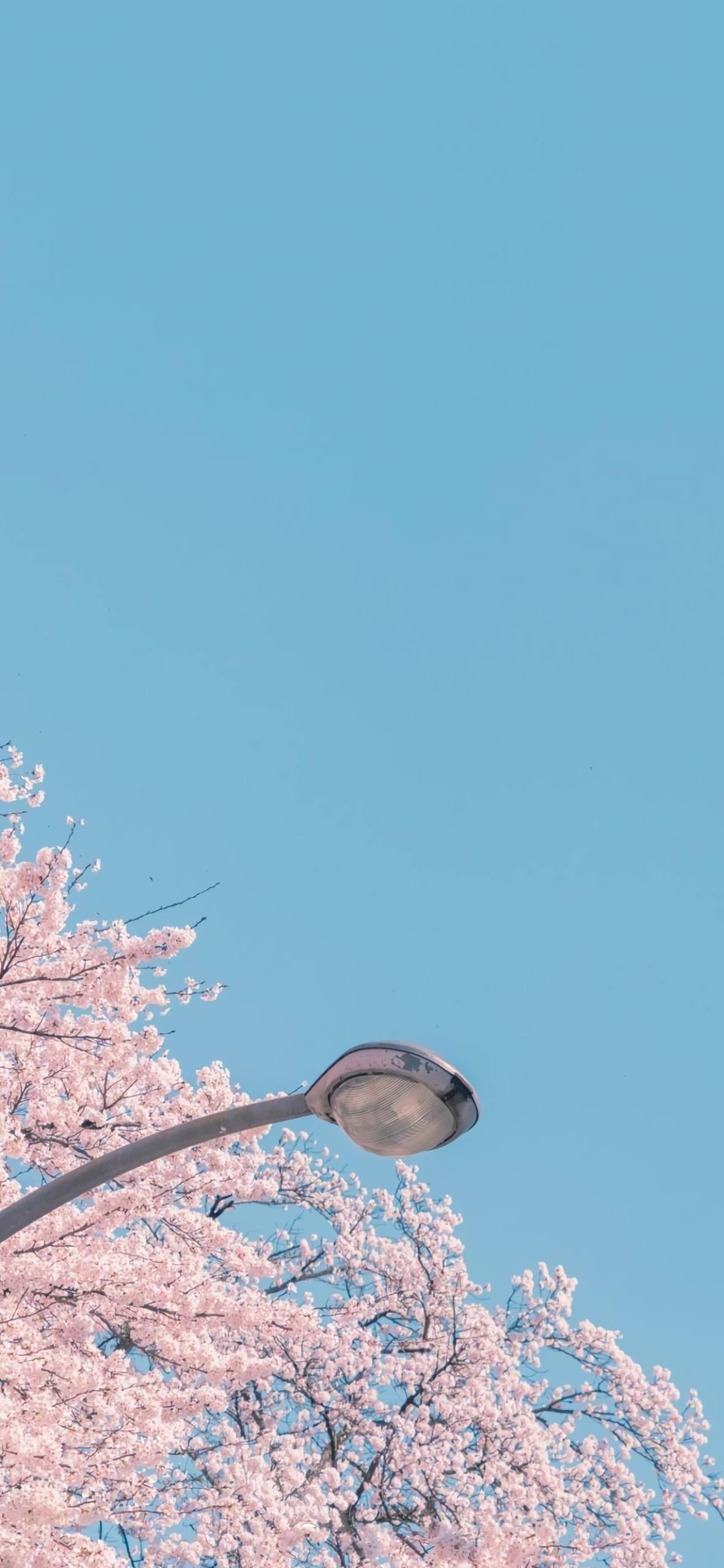 手表壁纸古驰花朵壁纸预览