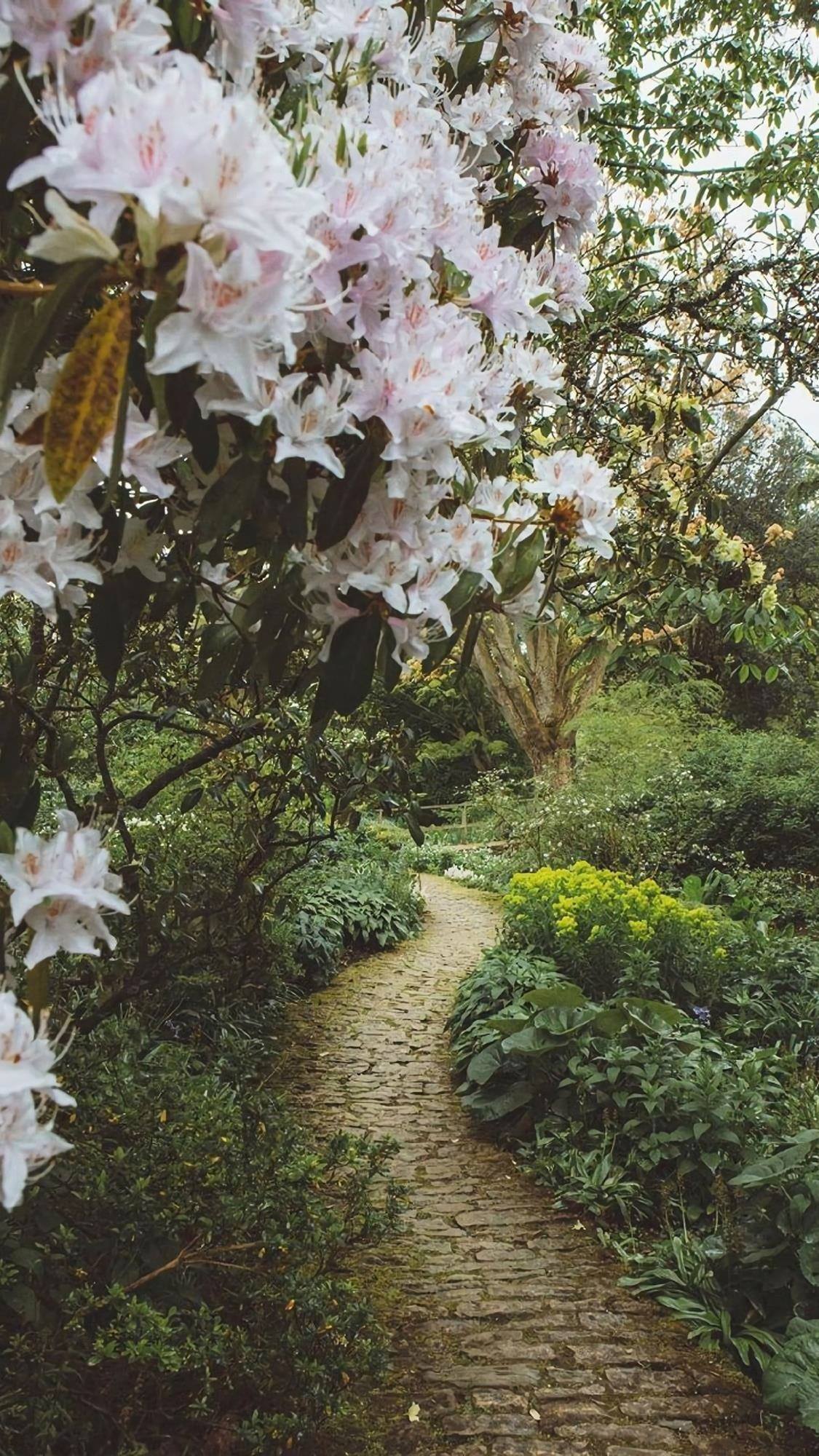 抖音头像花朵高清壁纸女壁纸预览