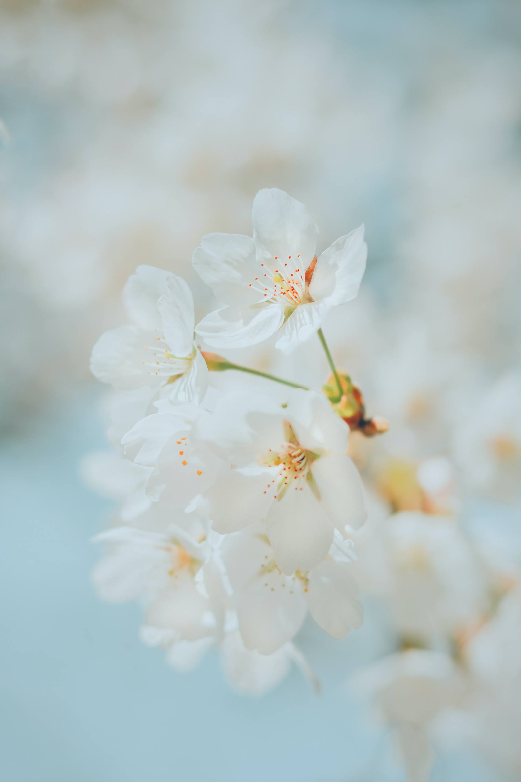抖音比较火的花朵壁纸壁纸预览