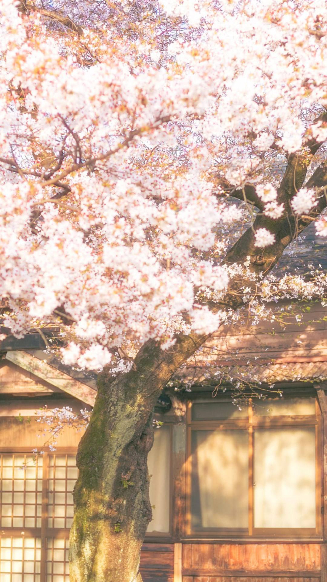 抖音超火的壁纸花朵壁纸预览