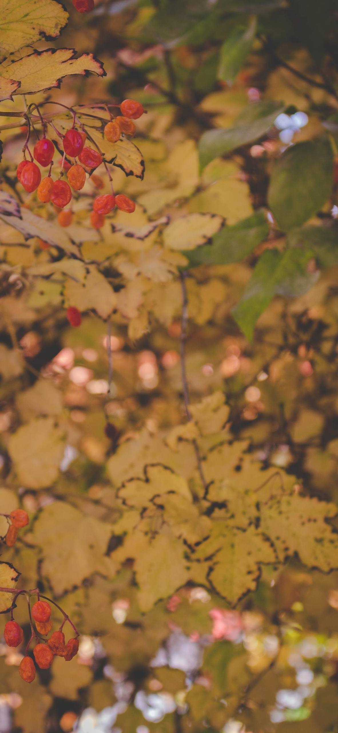 推荐屏幕壁纸花朵壁纸预览