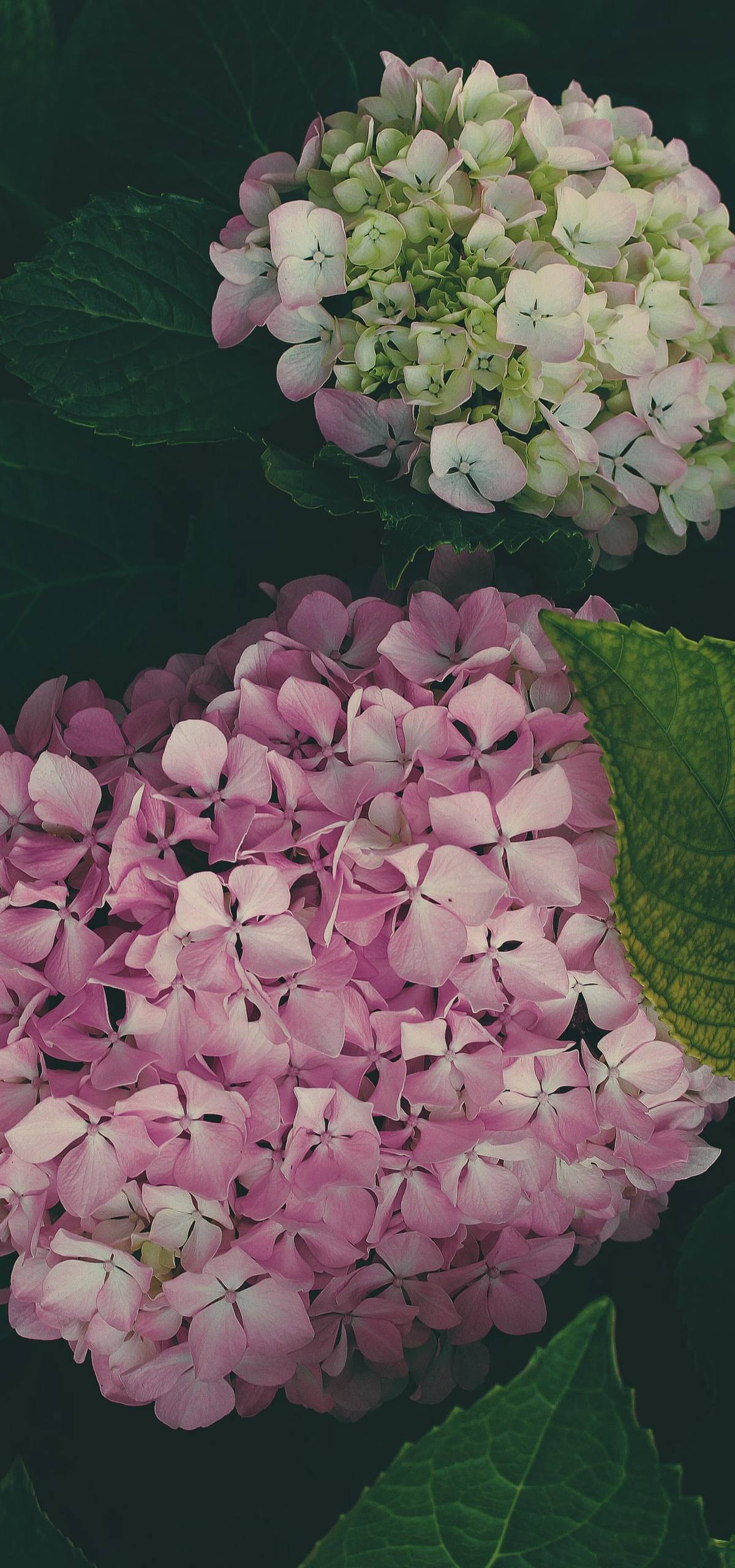 插画彩色花朵壁纸壁纸预览