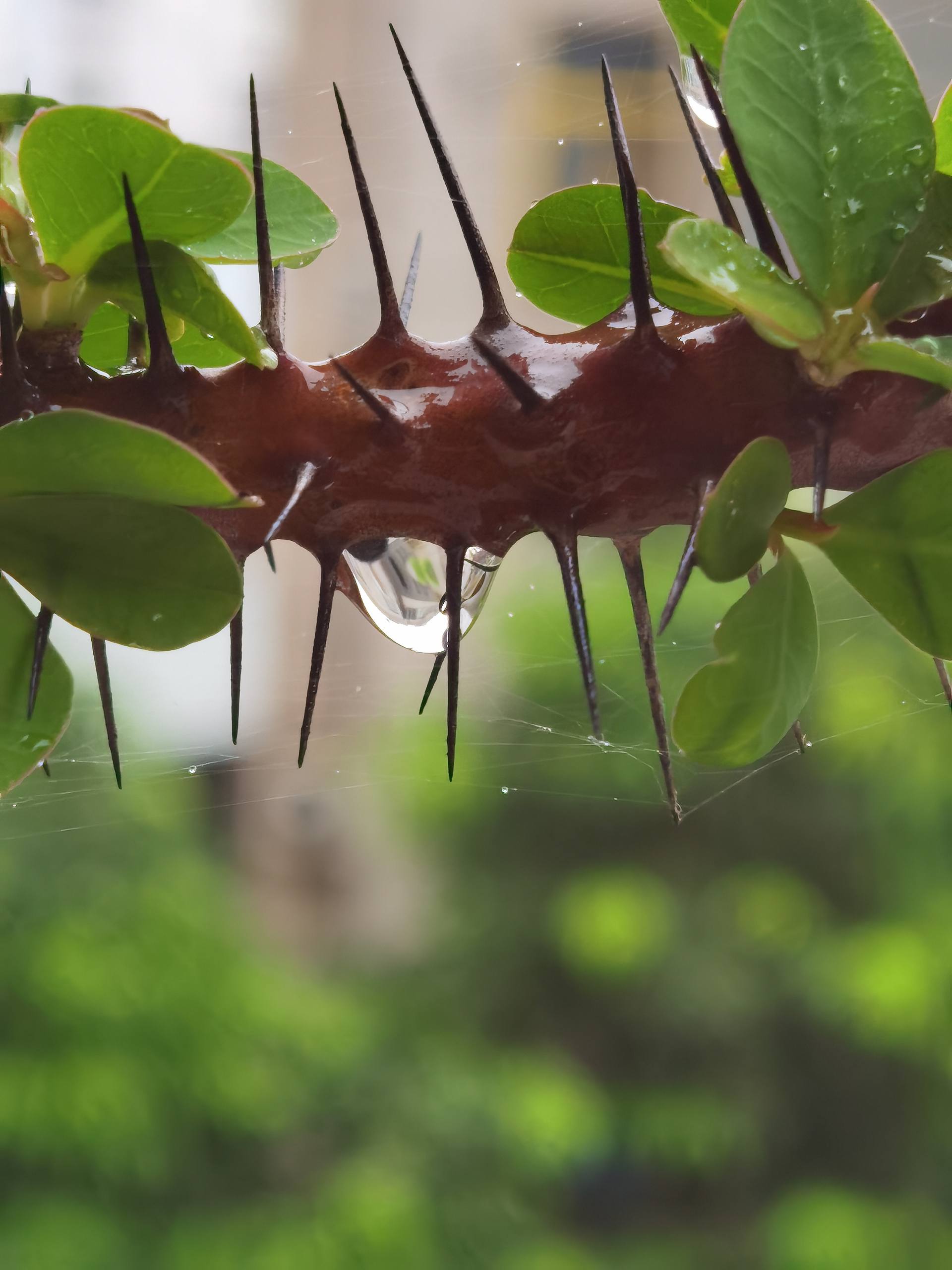 插画花朵壁纸郁金香紫色壁纸预览