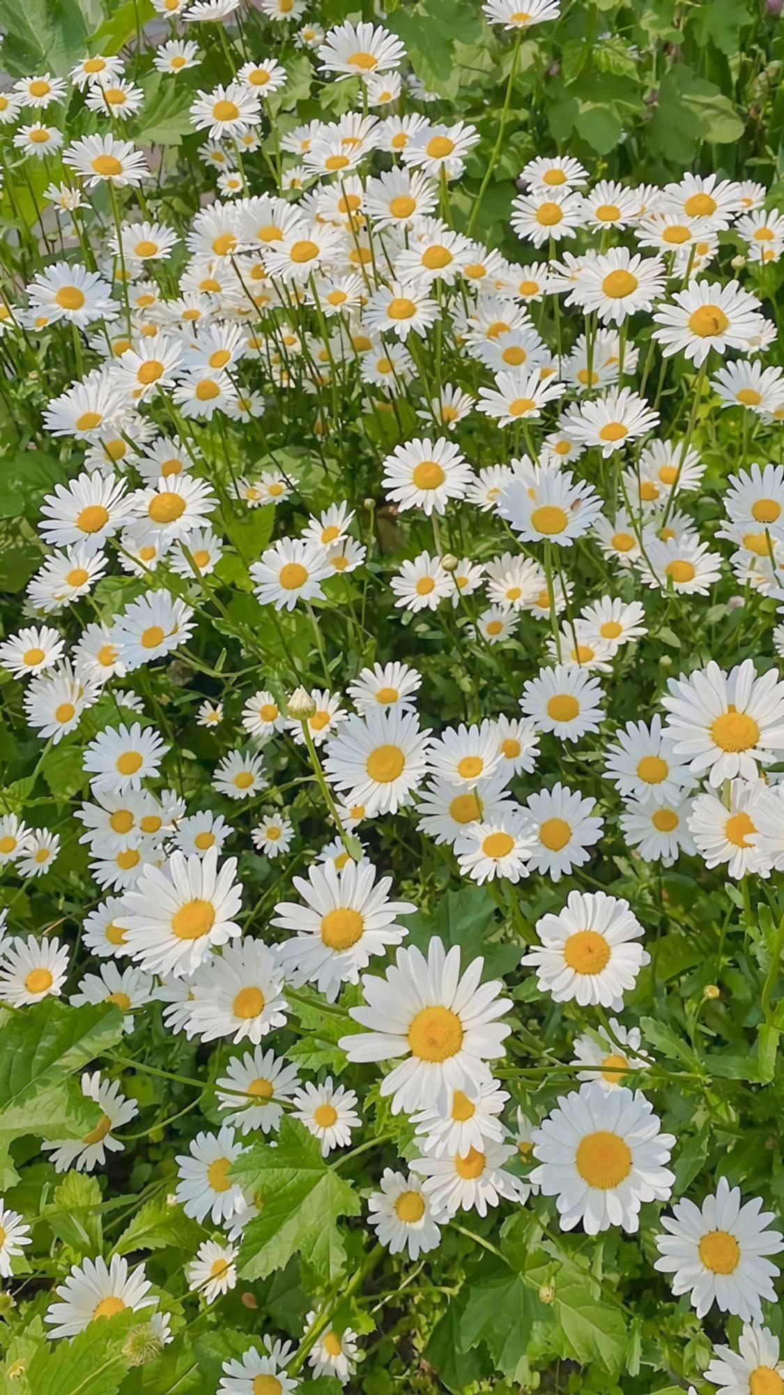 文字花朵壁纸桌面壁纸预览