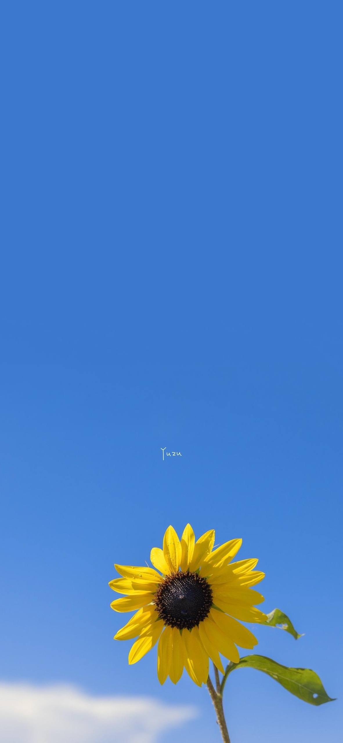 文艺花朵手机壁纸壁纸预览