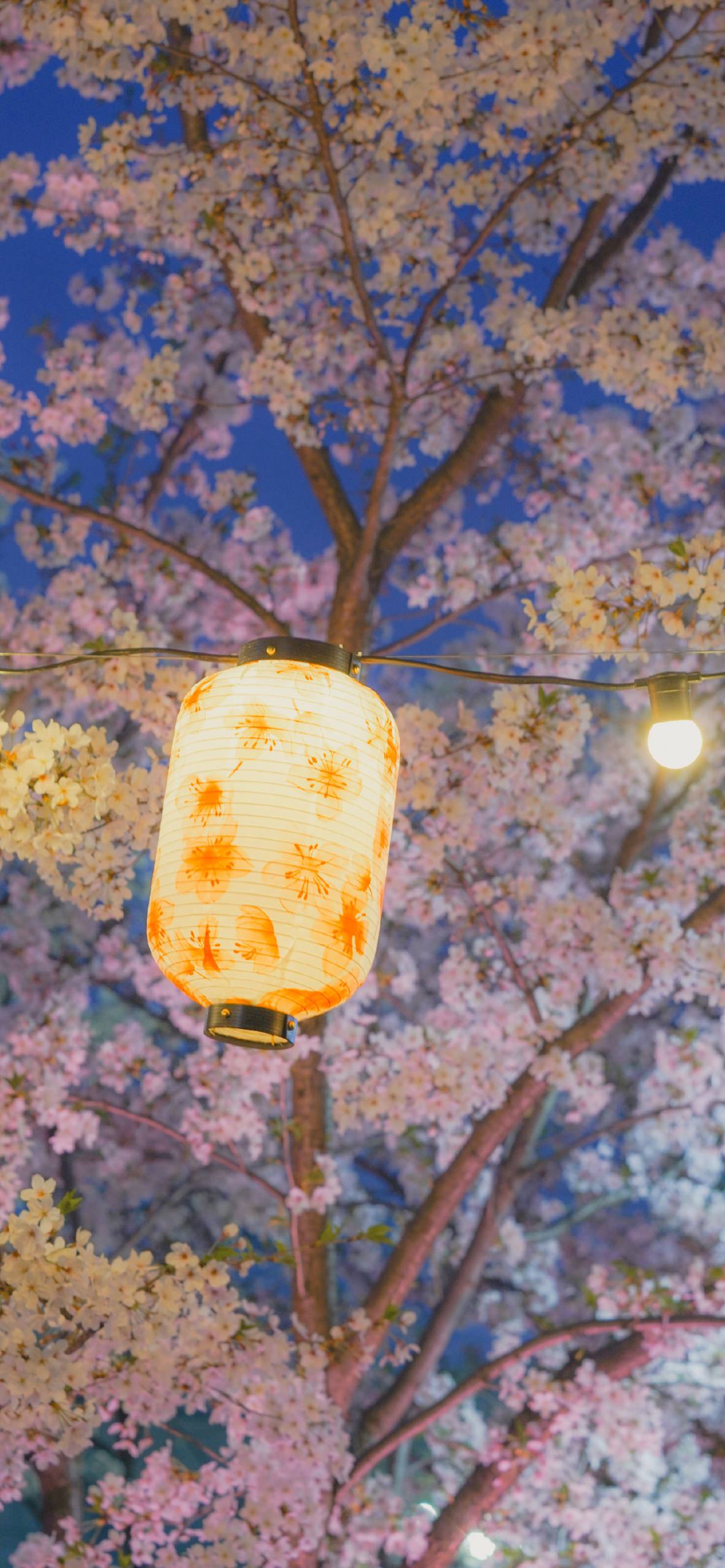 新款简约小清新花朵壁纸壁纸预览