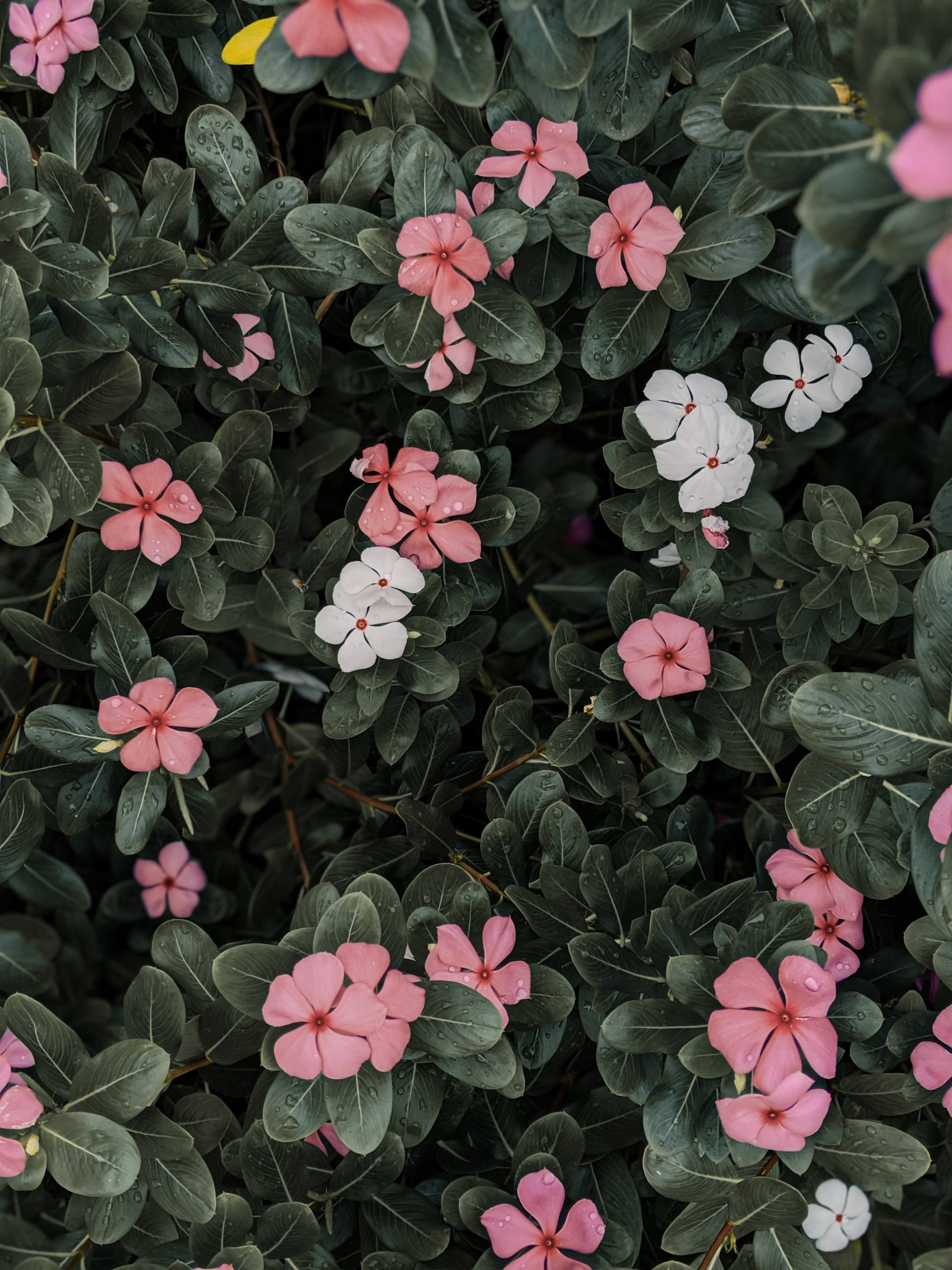 无水印花朵平板壁纸壁纸预览