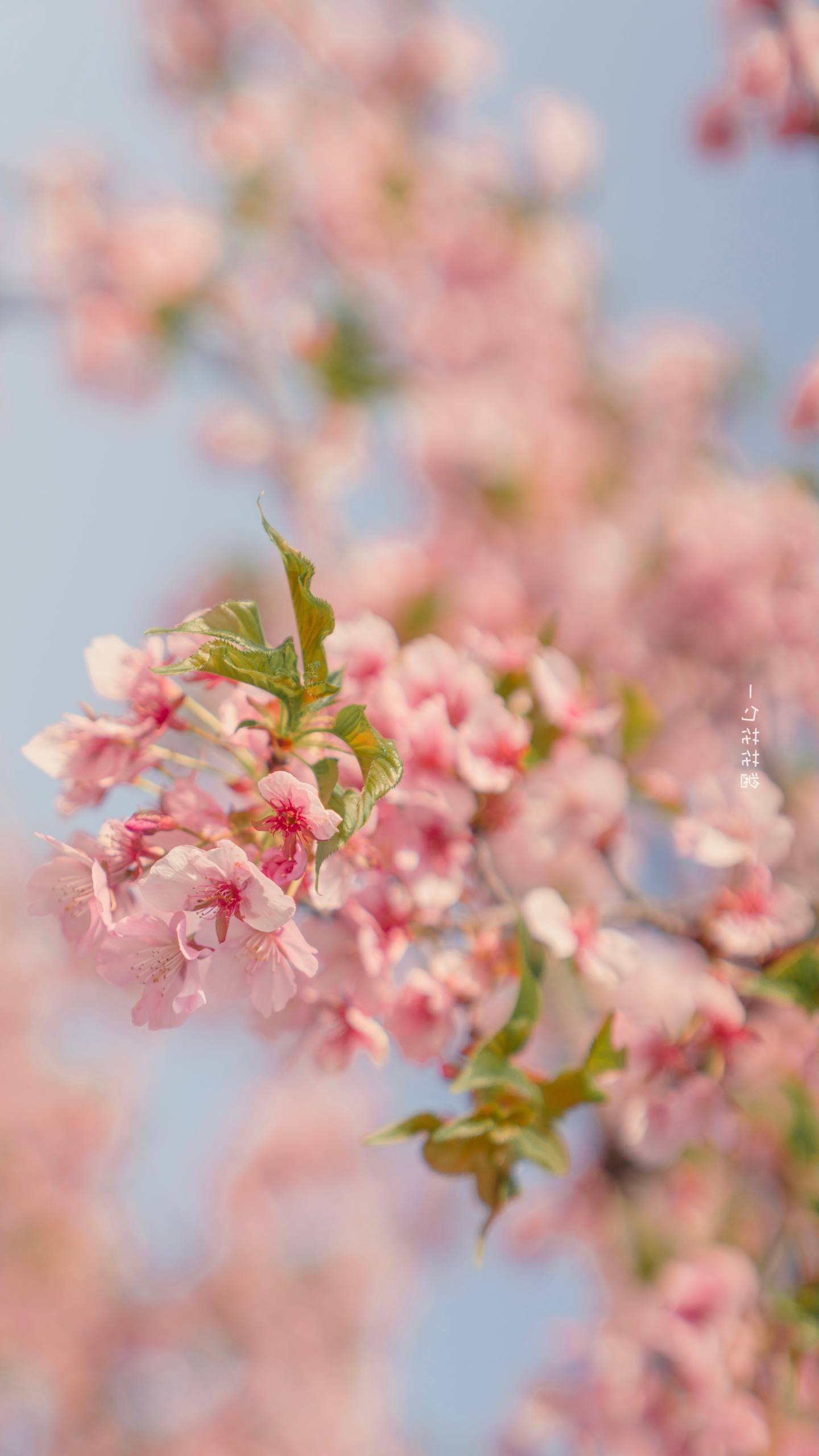 日文花朵壁纸大全可爱壁纸预览