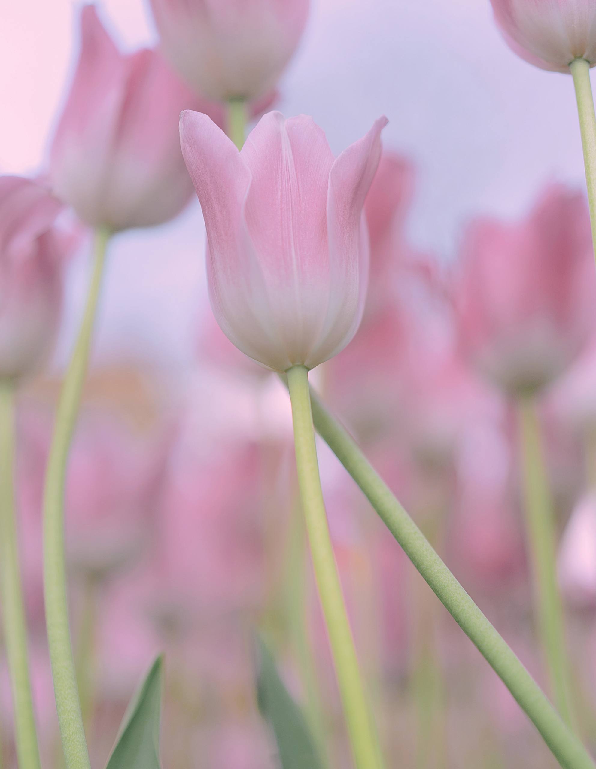 日韩花朵壁纸下载壁纸预览