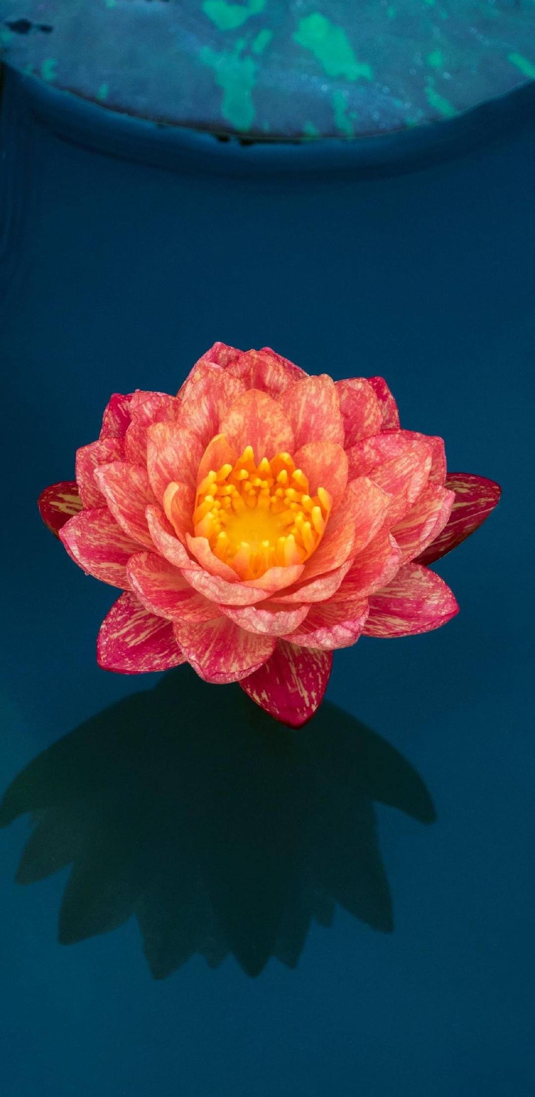 早晨花朵壁纸高清图片壁纸预览