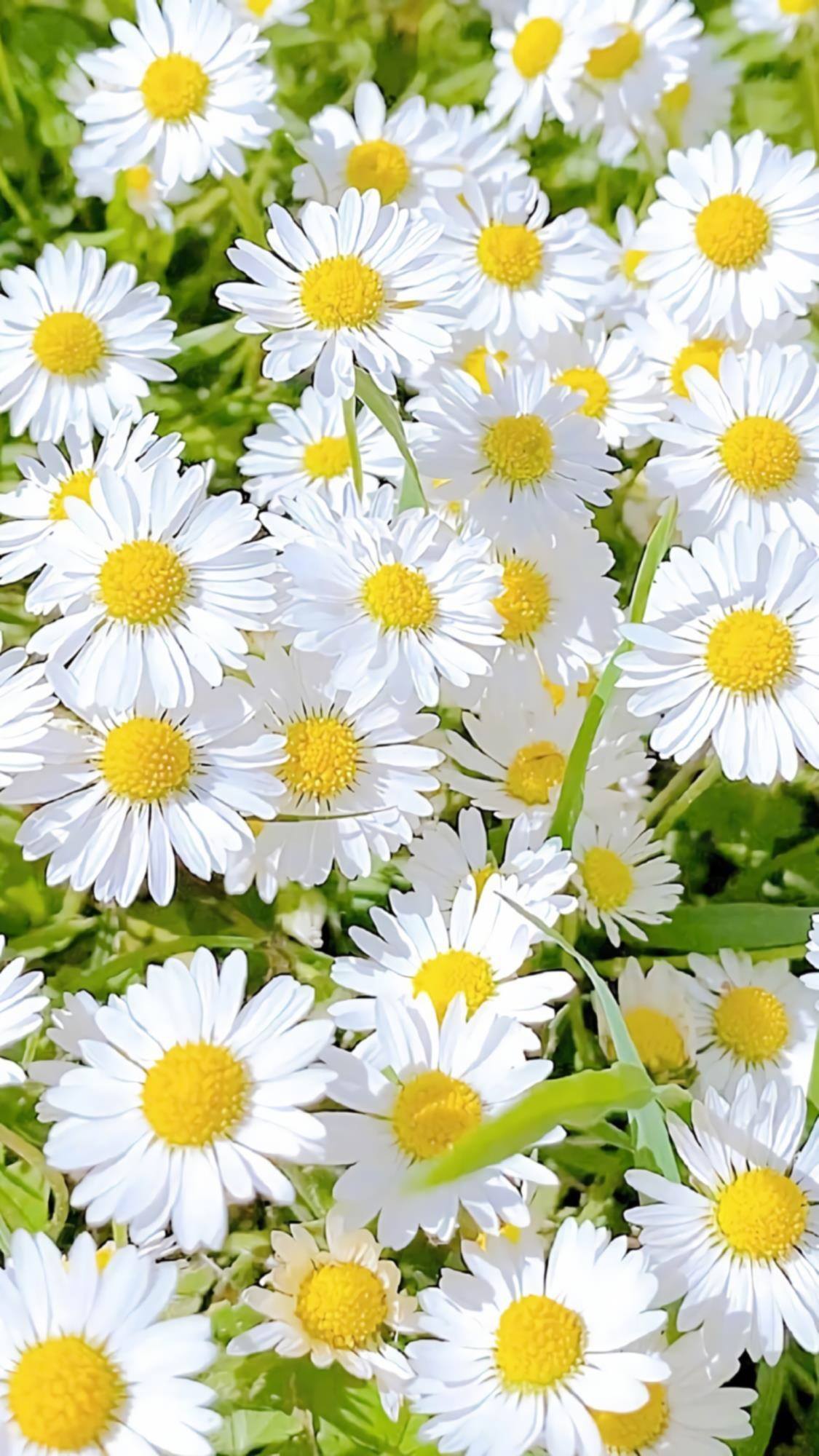 星星花朵壁纸壁纸预览