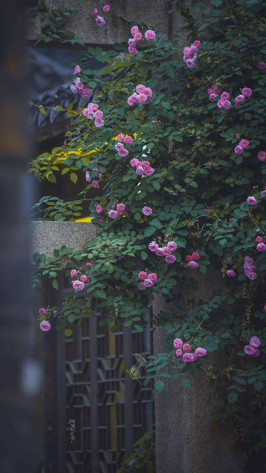 春天头像花朵壁纸高清壁纸预览