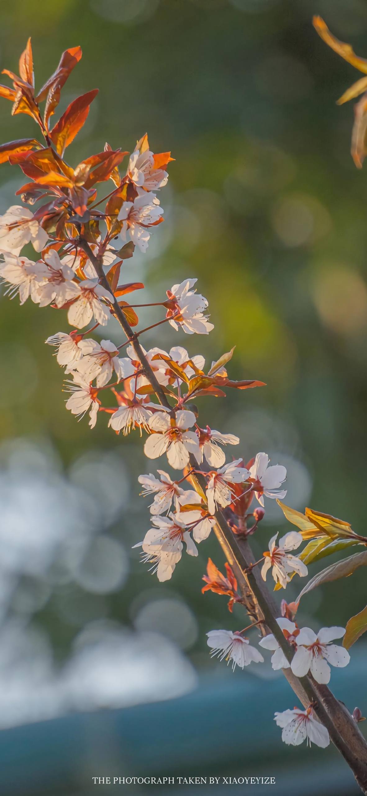 春天花朵动态壁纸小程序壁纸预览