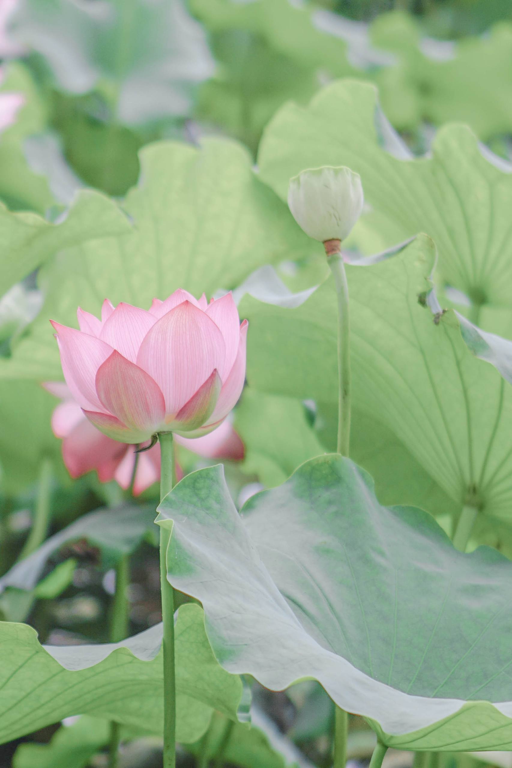 春日花朵发光壁纸高清壁纸预览