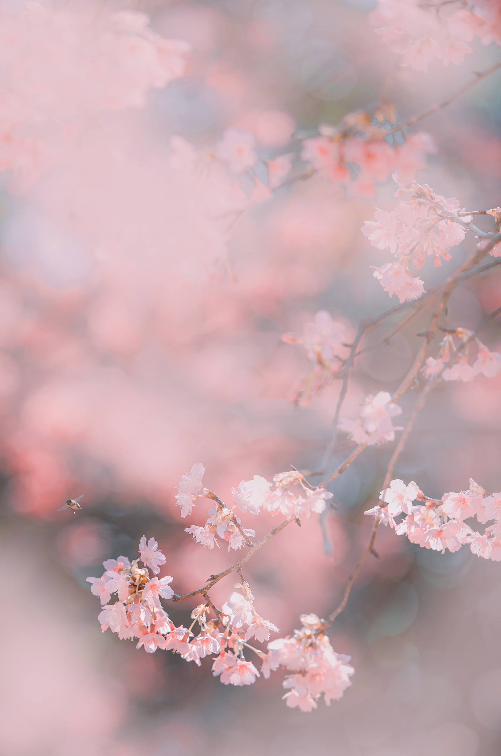 春日花朵壁纸油画版下载壁纸预览