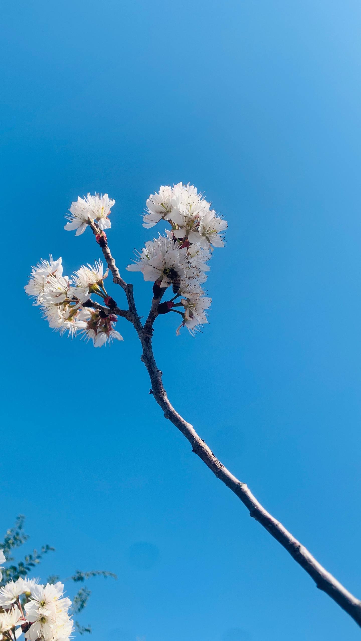 暗恋花朵图片唯美壁纸女壁纸预览