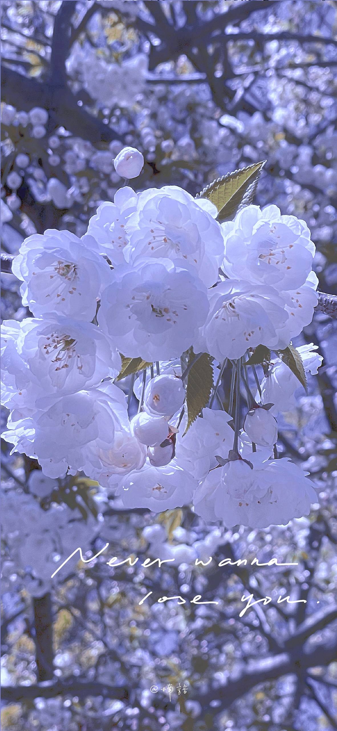 暗黑花朵壁纸油画图片壁纸预览