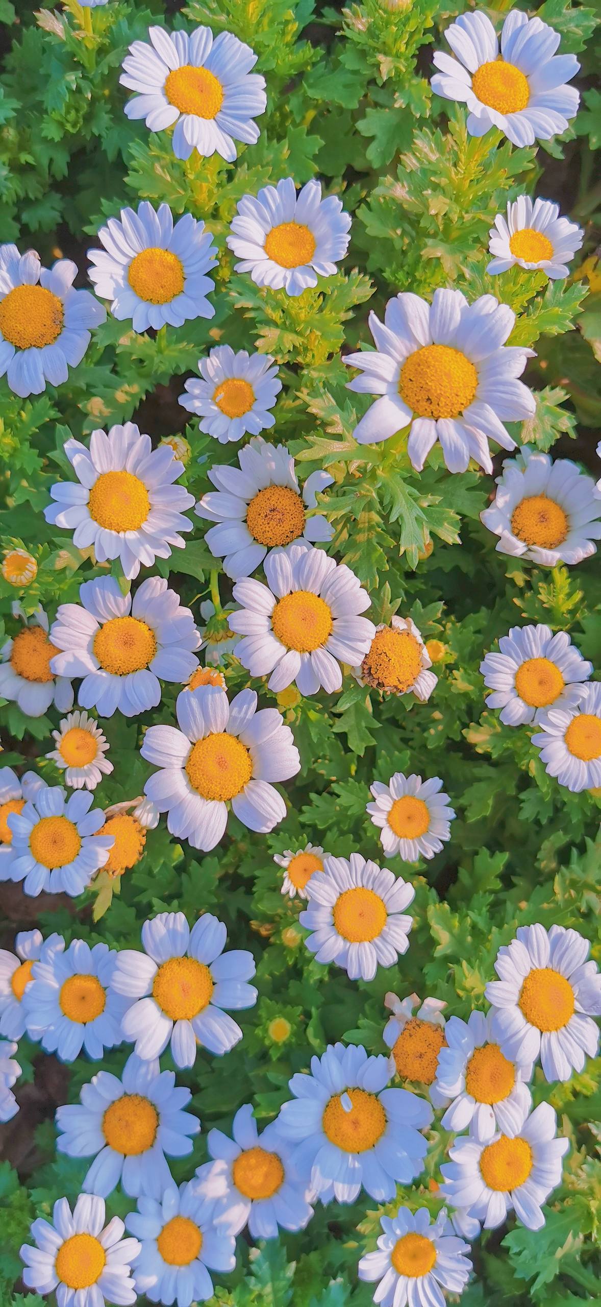 最大的花朵壁纸壁纸预览