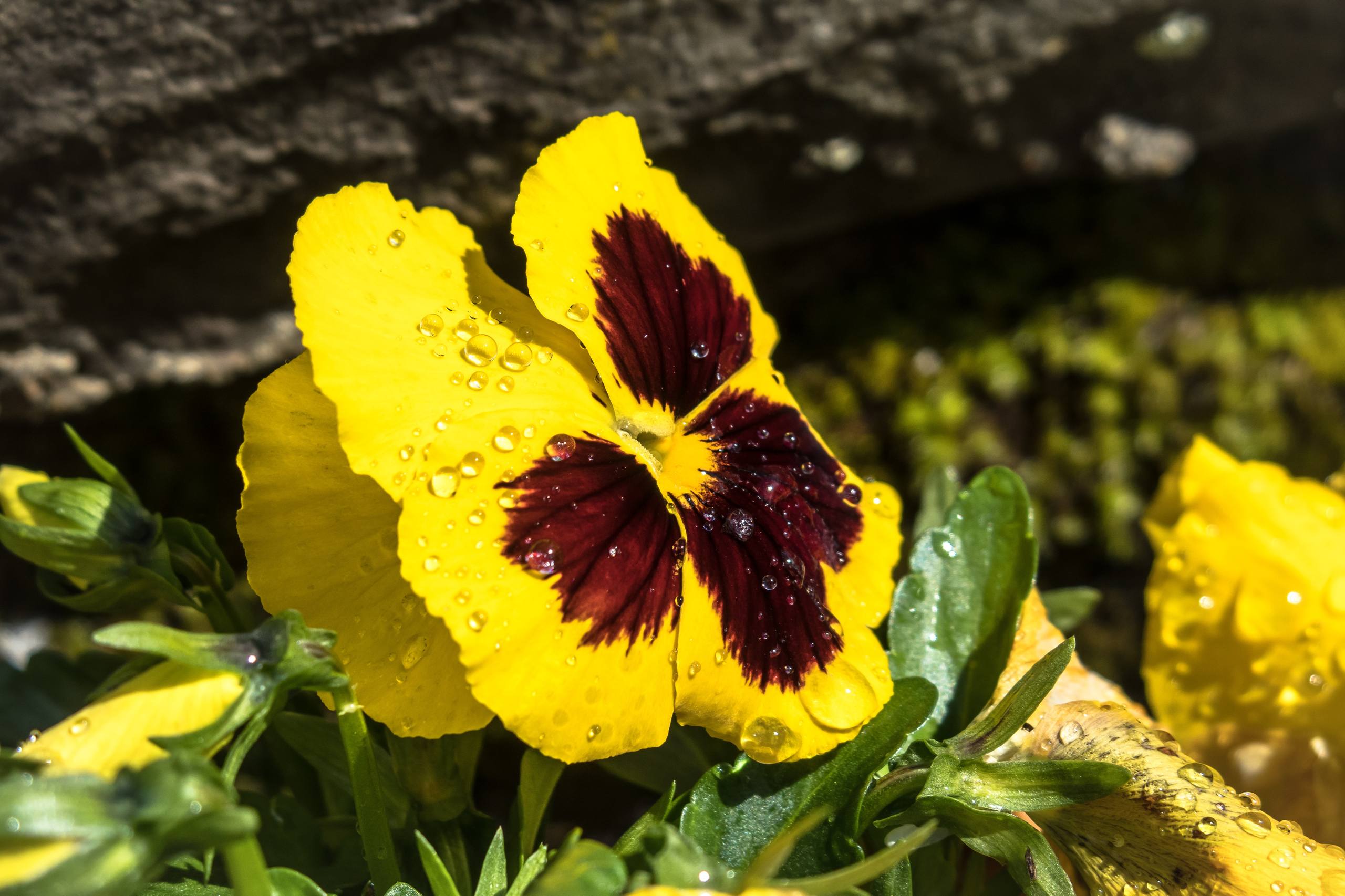 月亮花朵壁纸高清壁纸预览