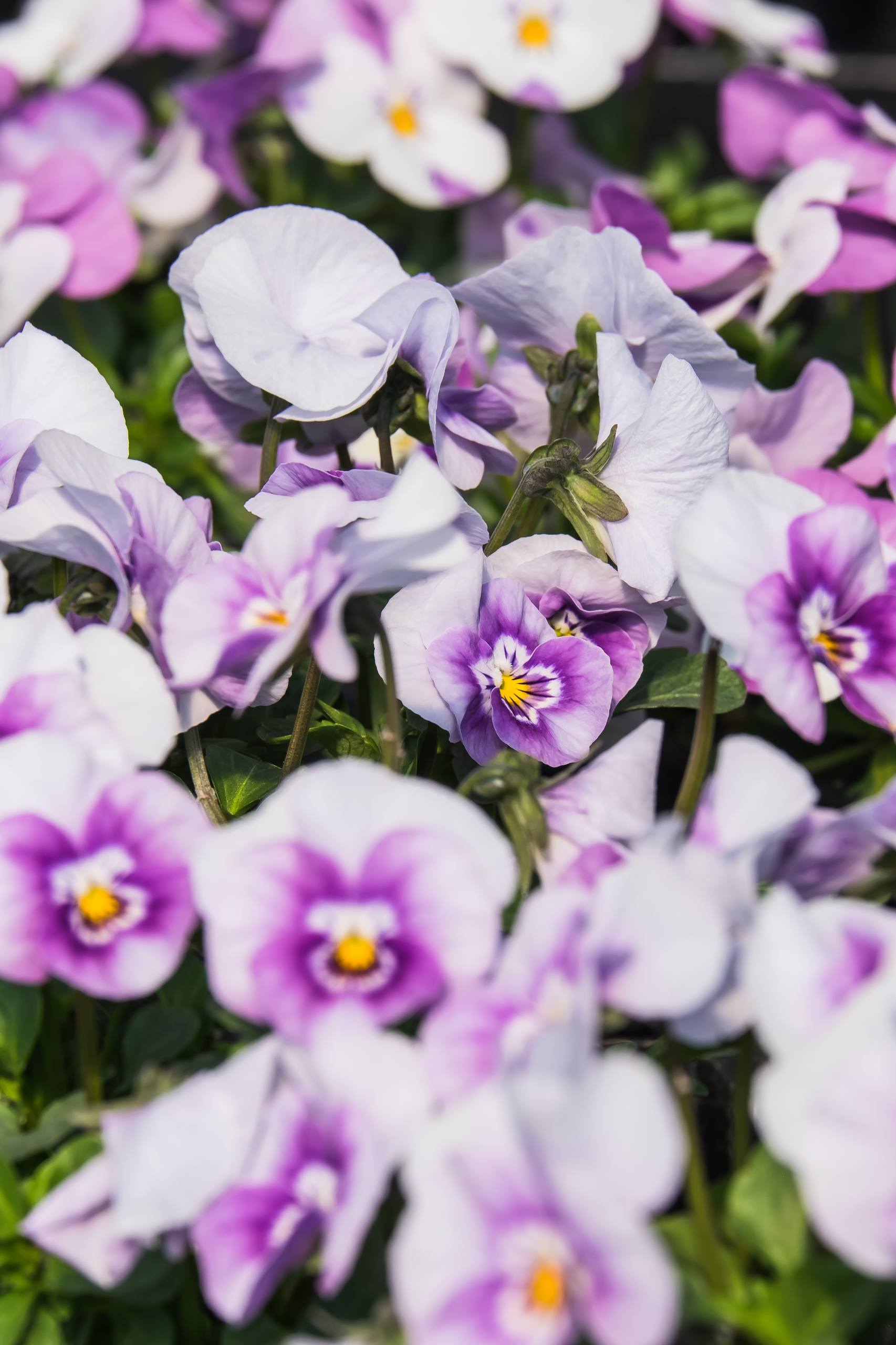 木香花大花朵图片高清壁纸壁纸预览