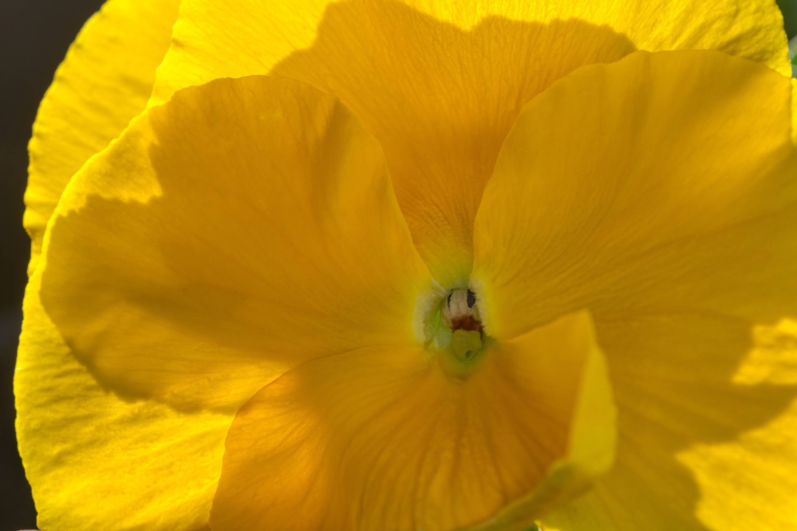 杨幂蓝色花朵图片壁纸壁纸预览