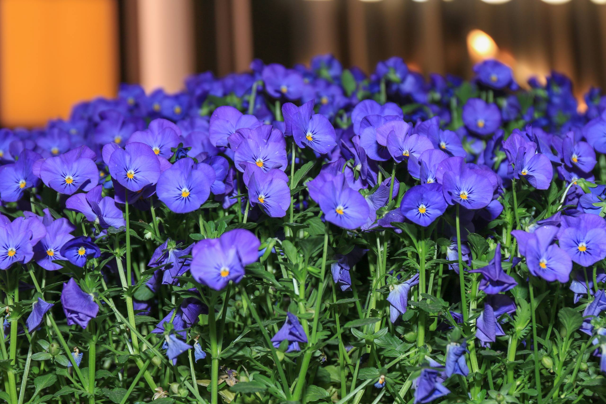 桌面壁纸图片风景花朵壁纸预览
