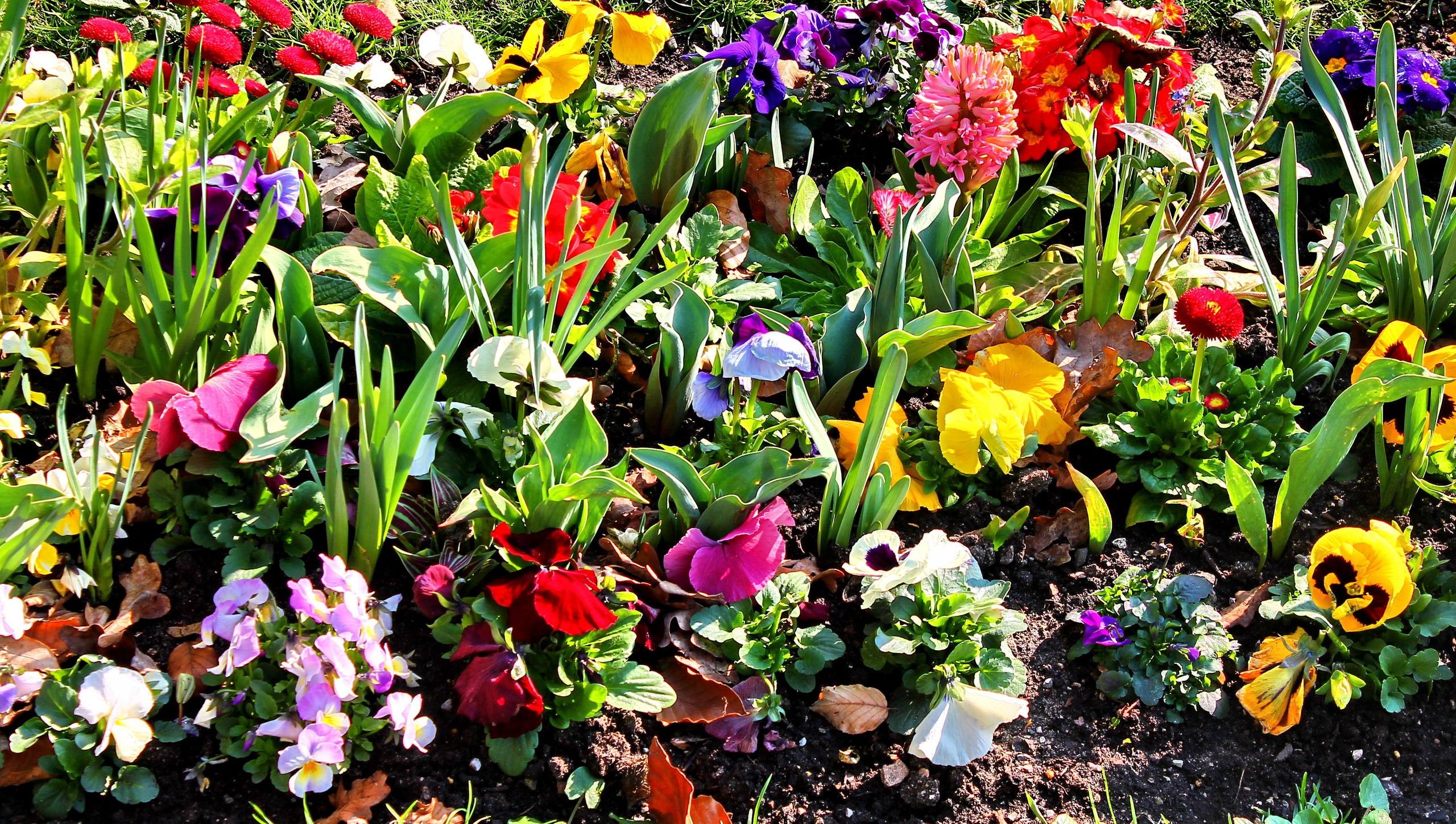 油画壁纸全屏花朵壁纸预览